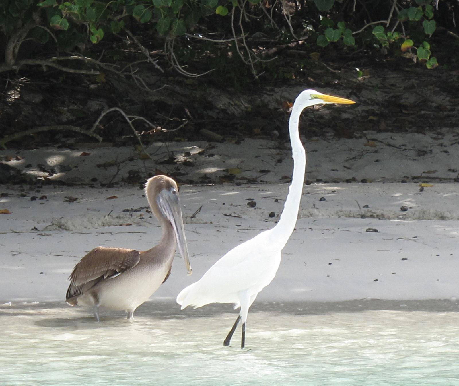 Two birds walking on the beach