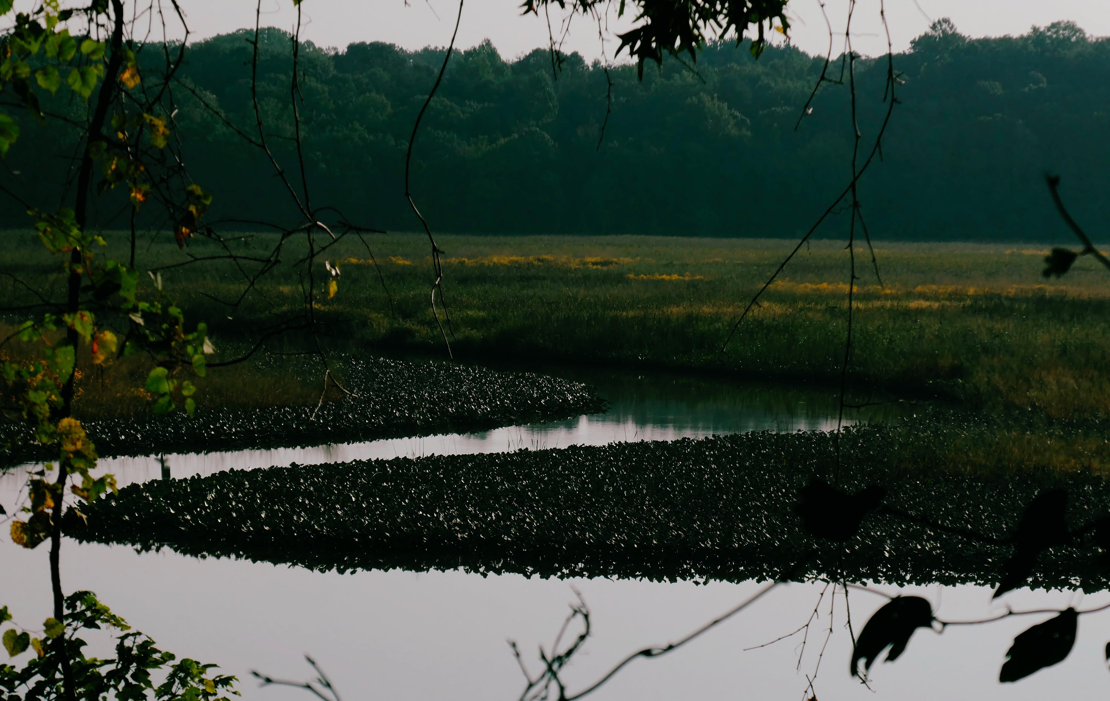 A windy river through marsh grasses viewed through some branches.