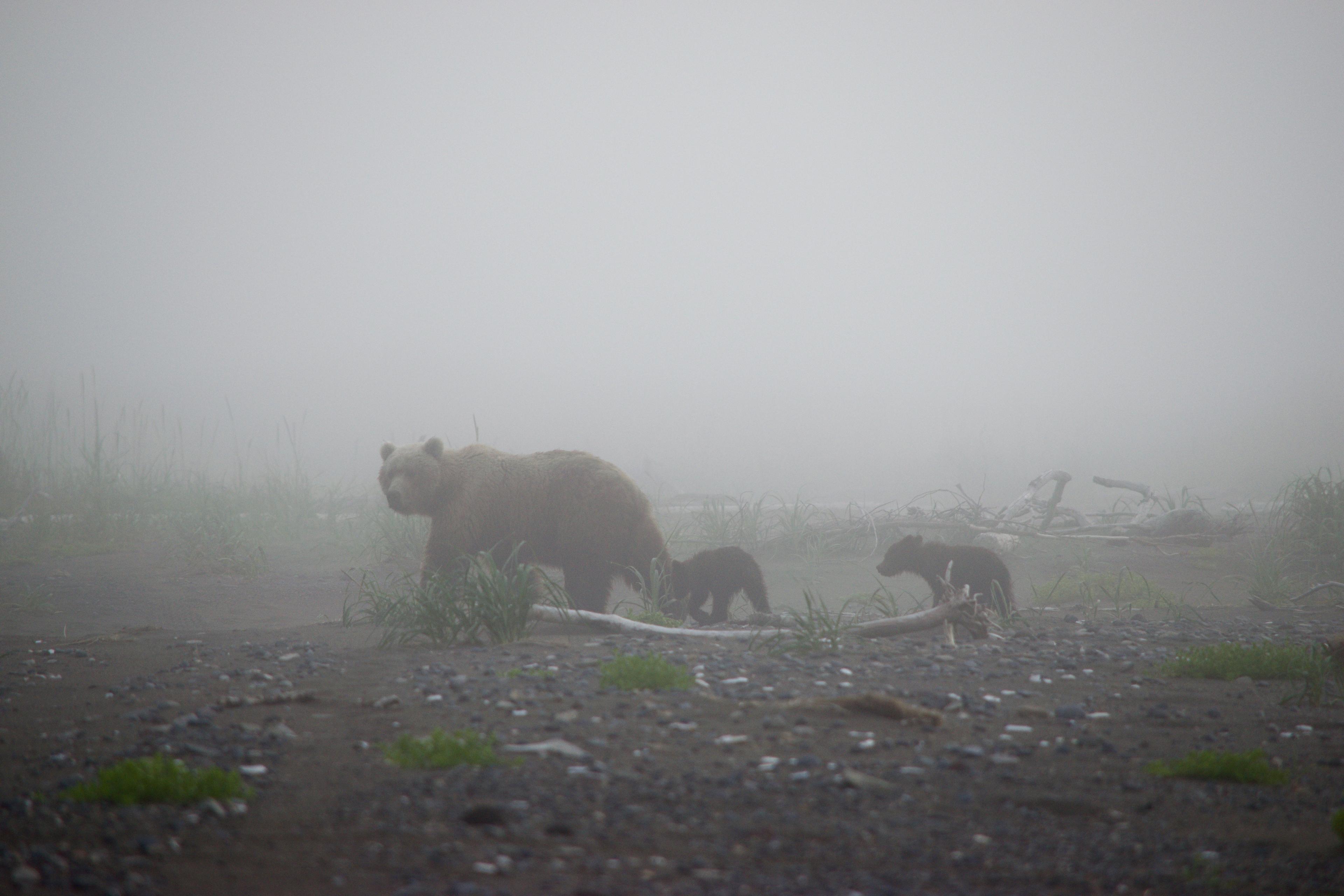 a family of brown bears in fog