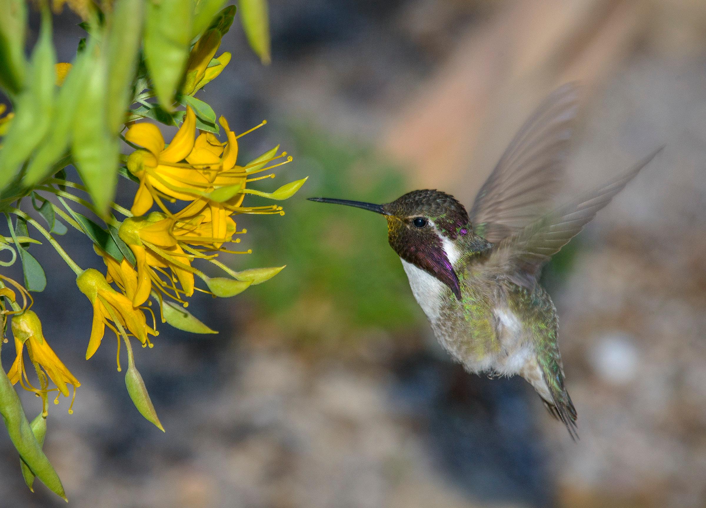 A green hummingbird with a purple and white throat drinks from a yellow flower.