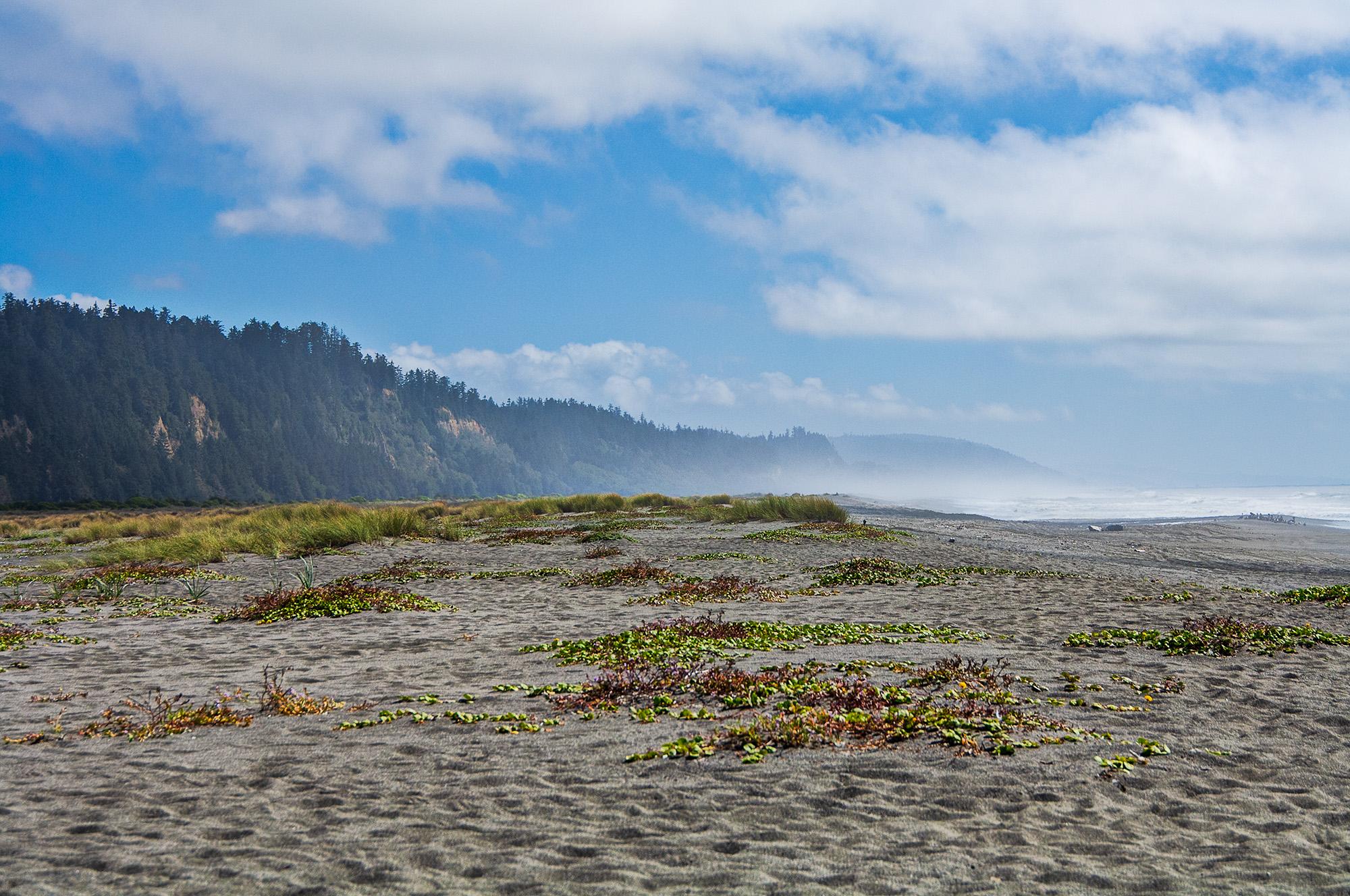 A sandy beach with kelp stands and a tree-covered cliff in background