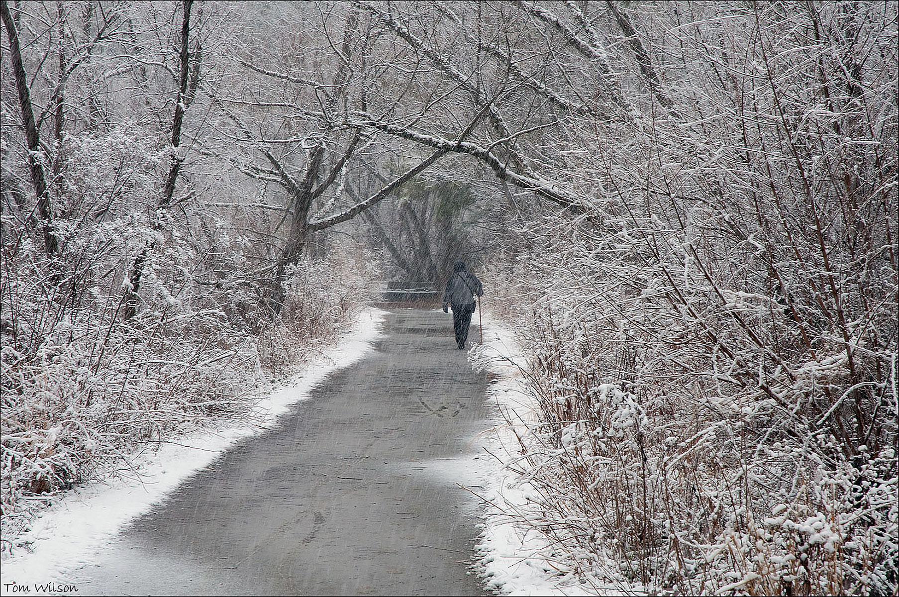 Snowy winter scene of solitary walker.