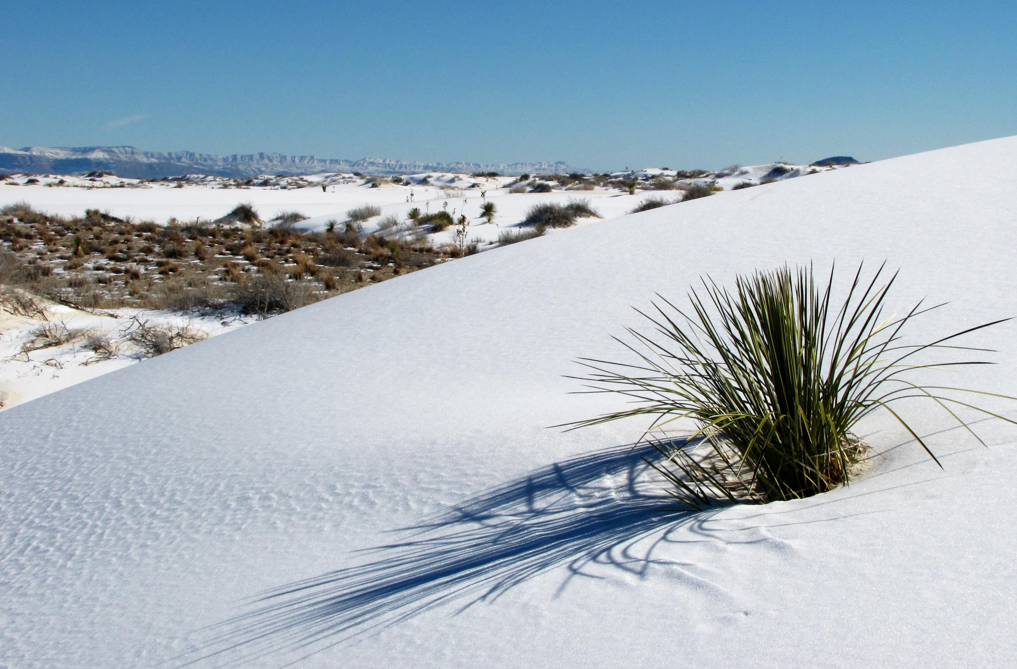 White sand dune in front of plant-spotted interdune with mountains on horizon