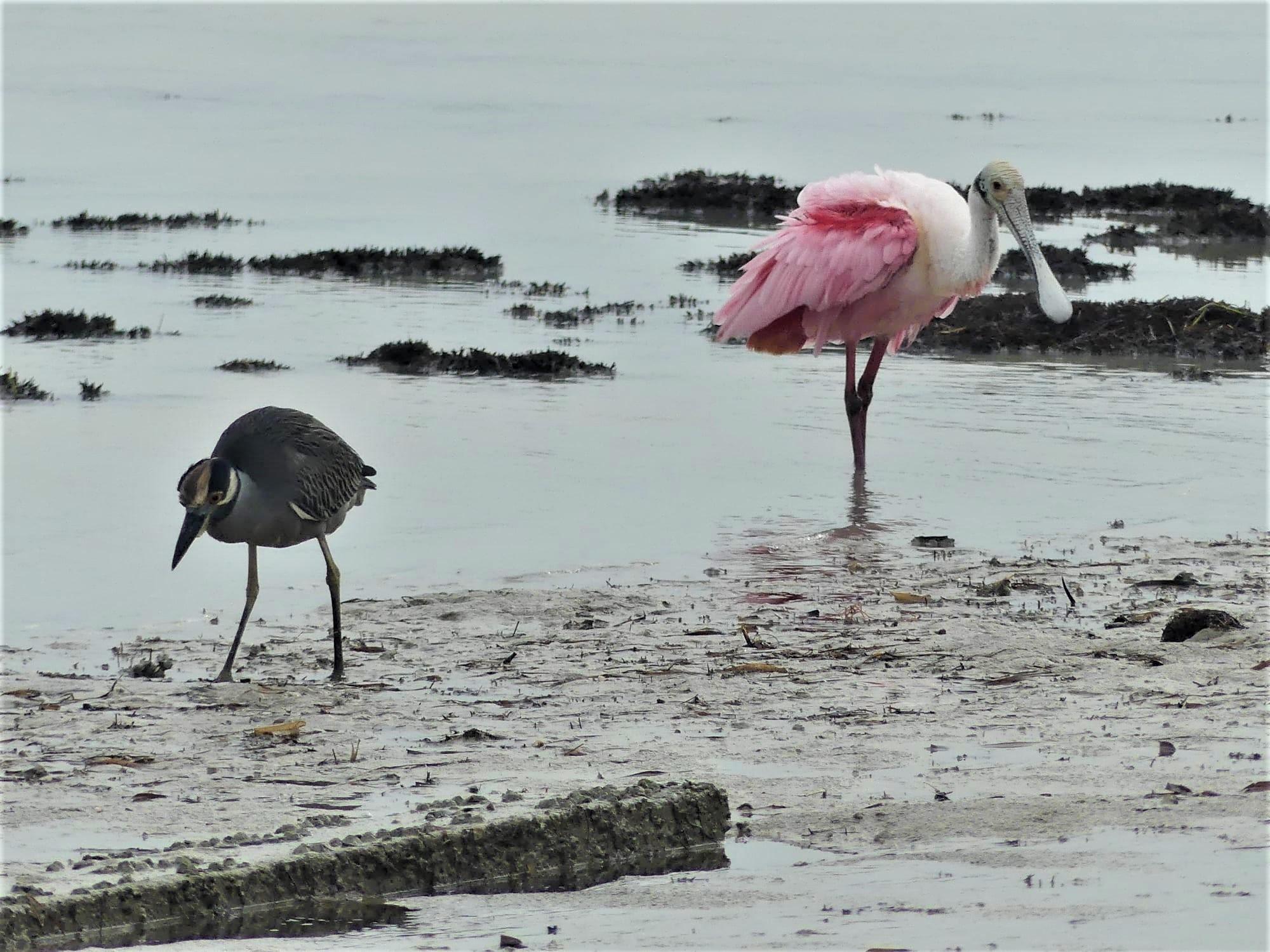 Two birds, a black, white and gray-colored small heron and a pink spoonbill, look for food