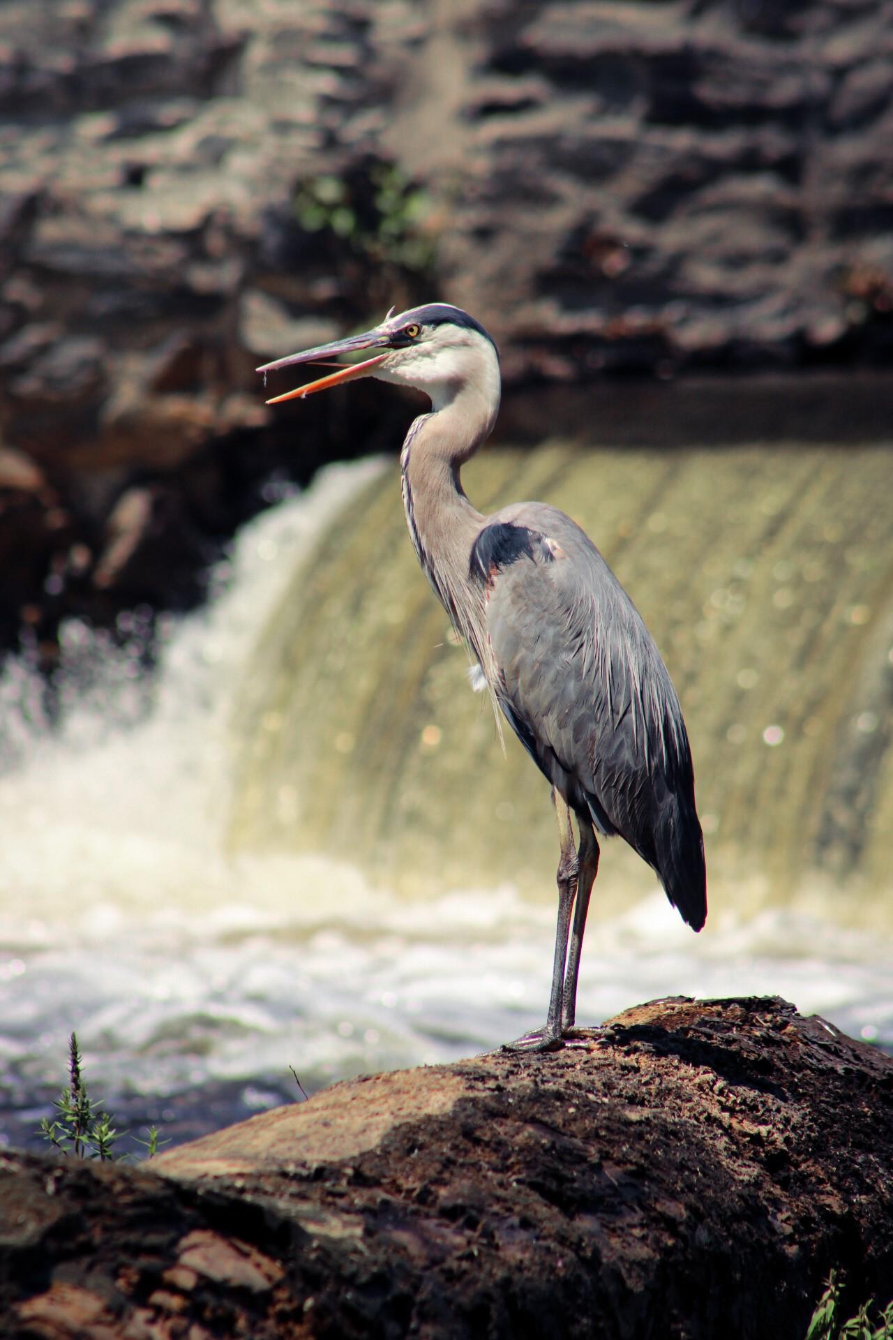 Great Blue Heron standing on top of a rock in front of dam