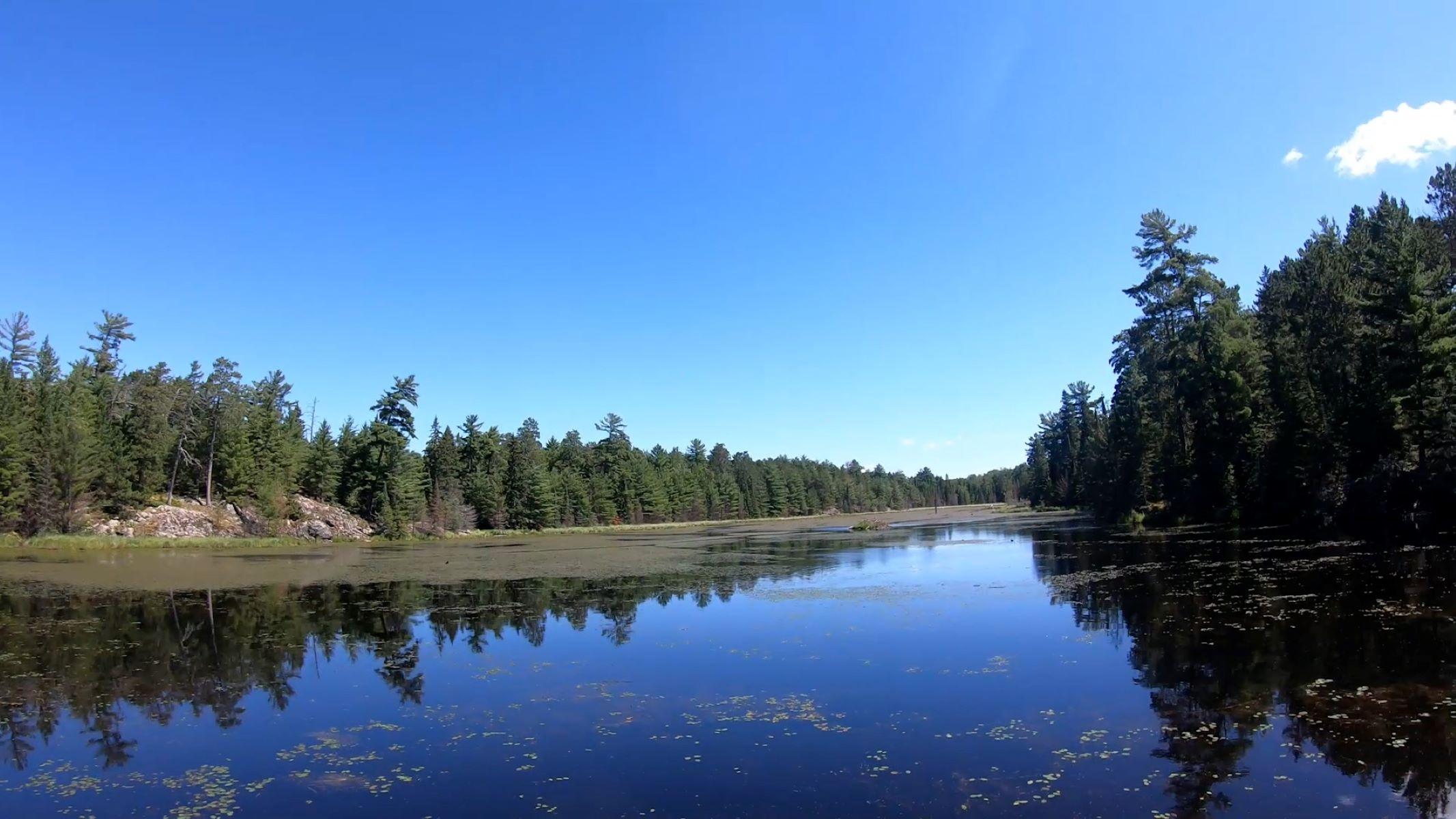 View overlooking the Black Bay Beaver Pond with a beaver lodge in the middle, surround by pine trees