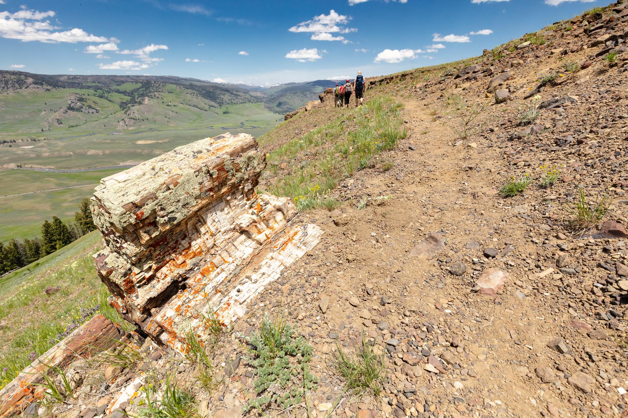 A trail travels past a piece of petrified wood on a ridgeline.