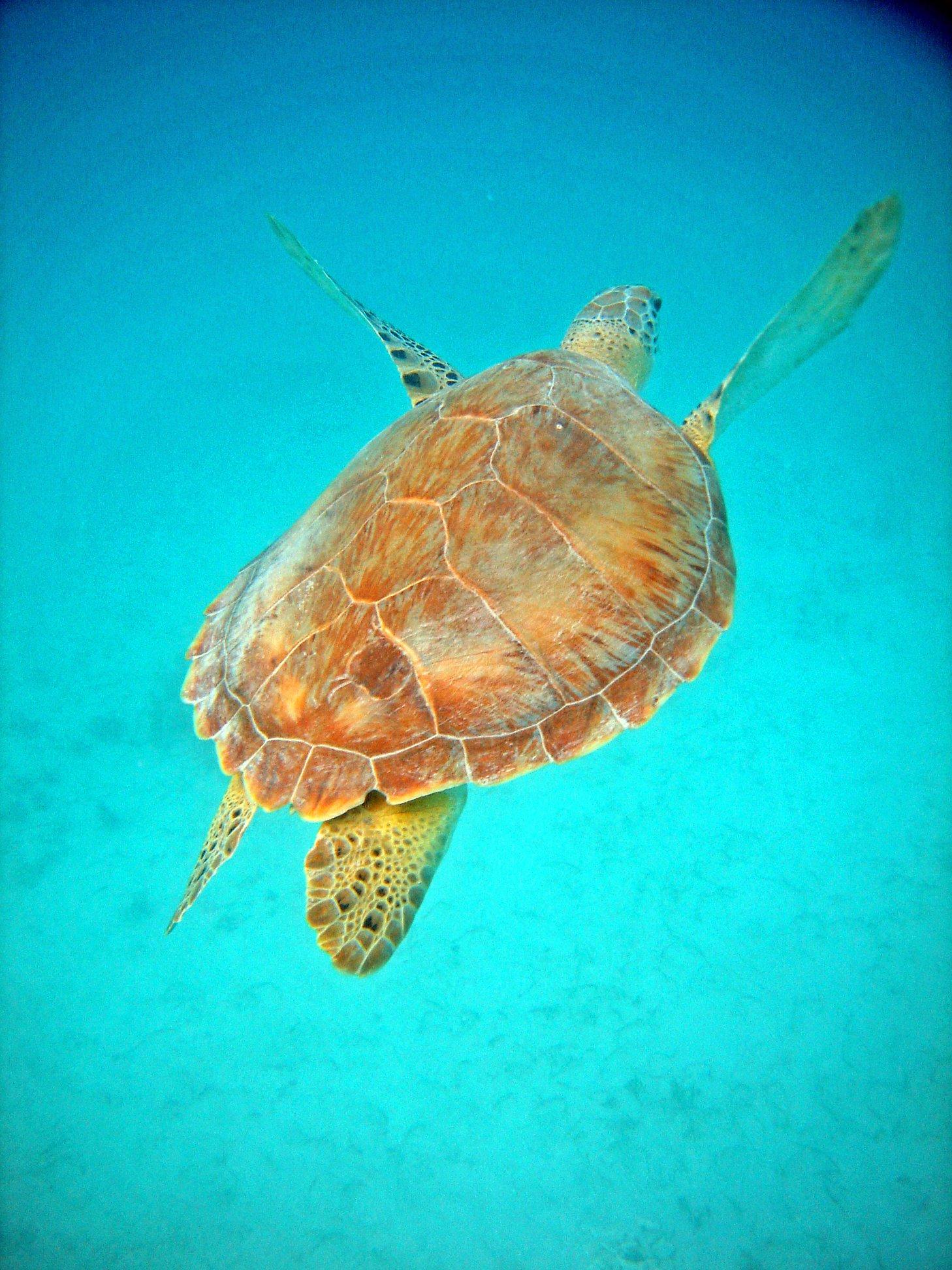 A large sea turtle swims through bright turquoise water.