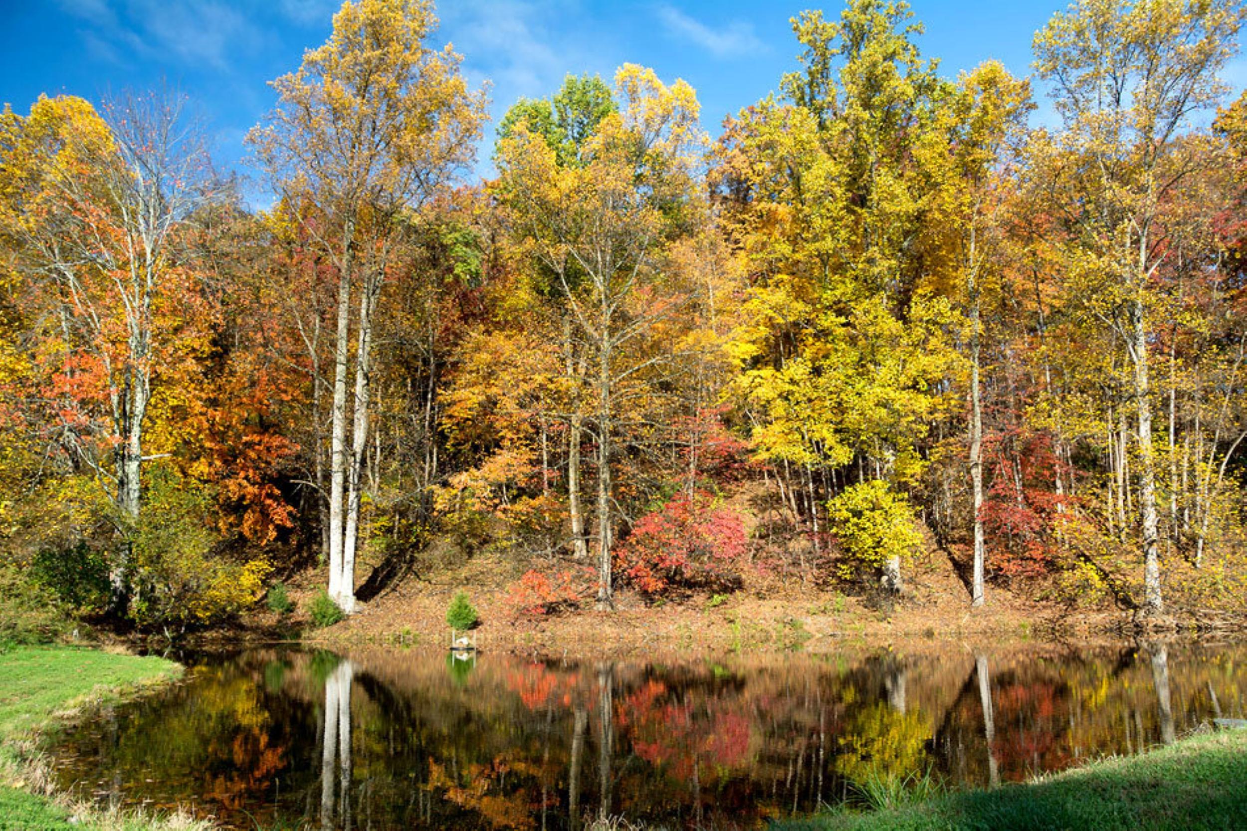 A small pond in front of an autumn forest.