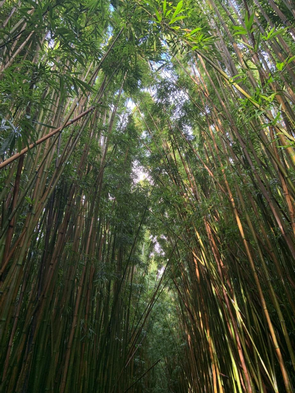 A canopy of bamboo rises from the left and right blocking out the blue sky above.