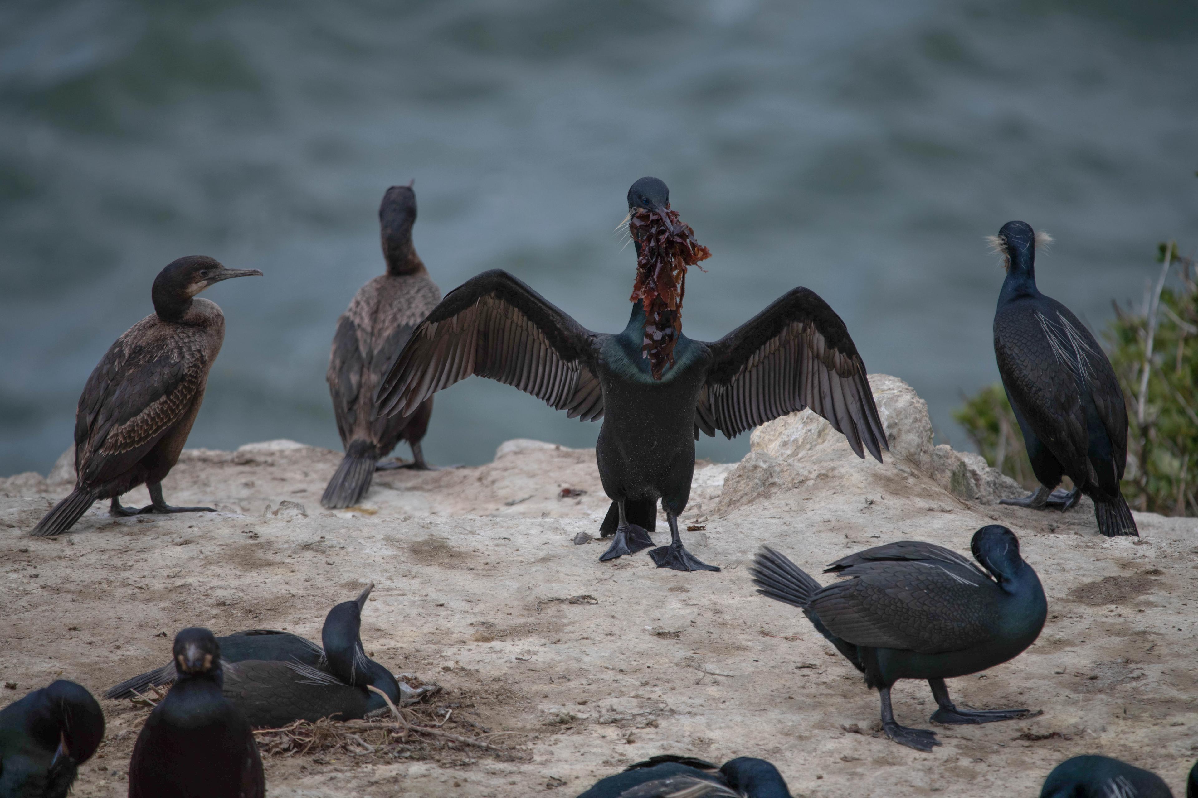 Black birds stand/sit on the ground. One bird stretches out its wings with seaweed in its mouth.