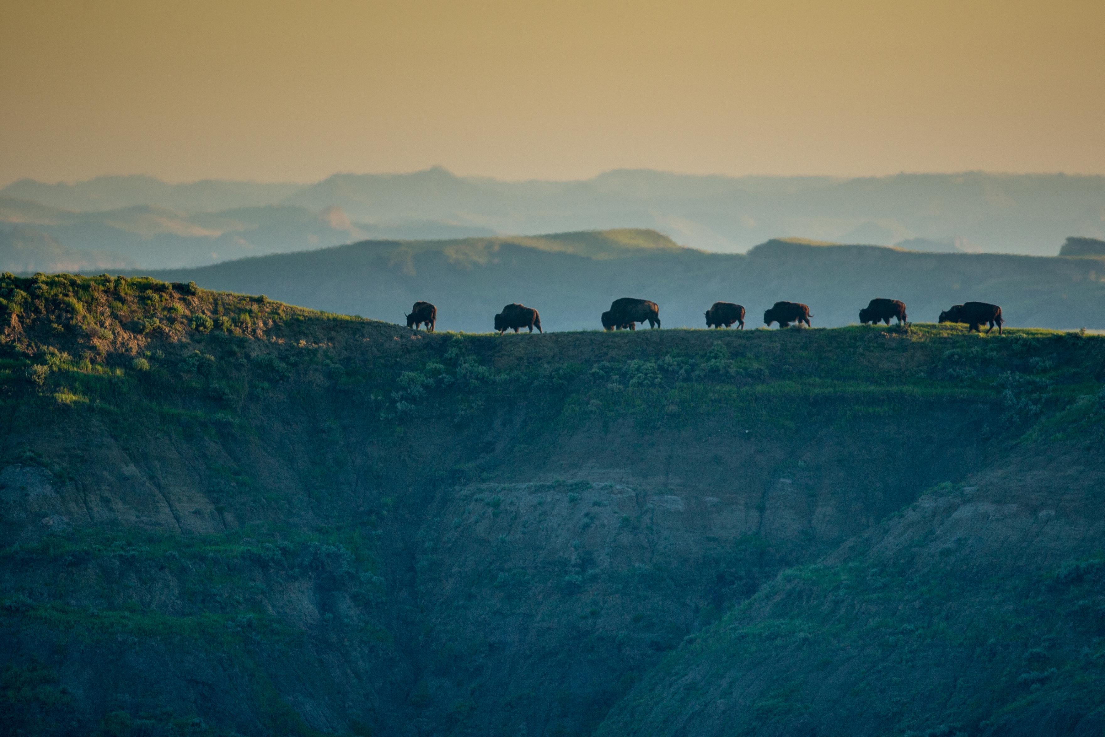 A group of bison cross a butte, the badlands dim behind them.