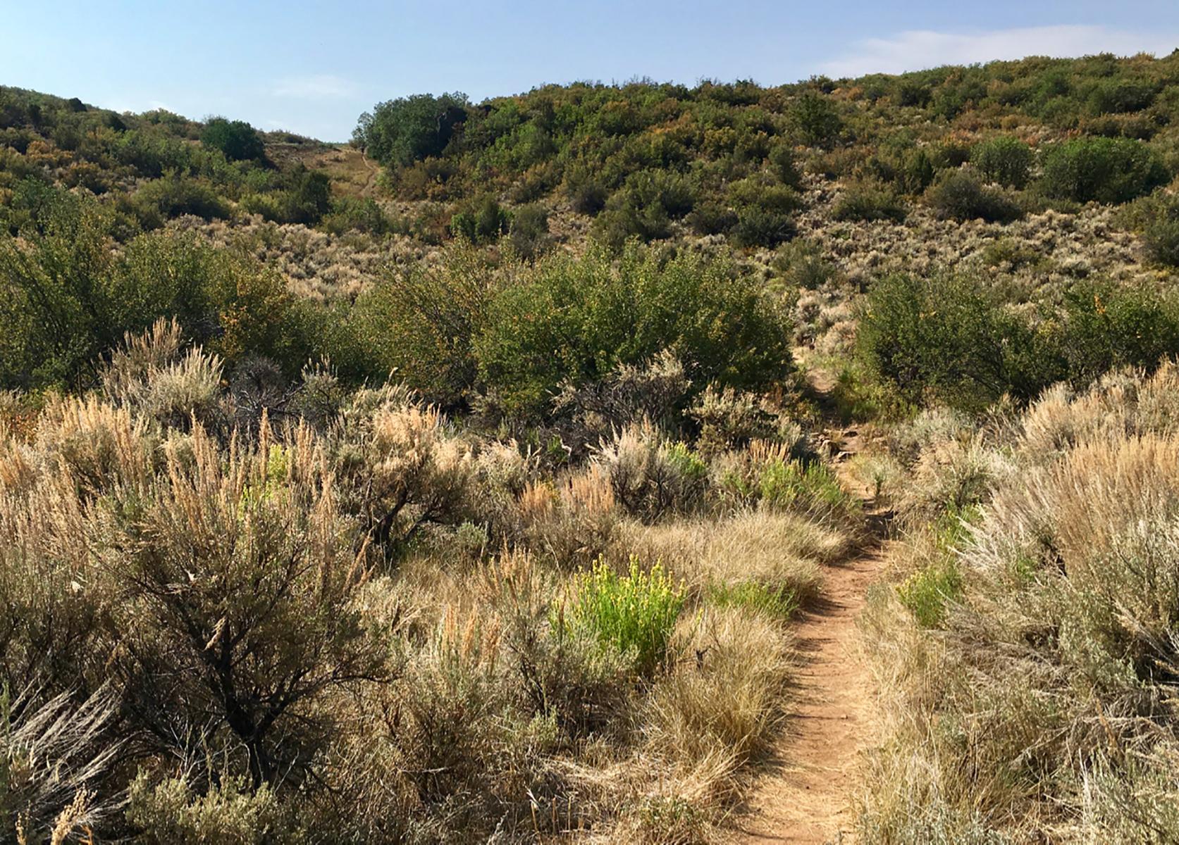 Deadhorse Trail