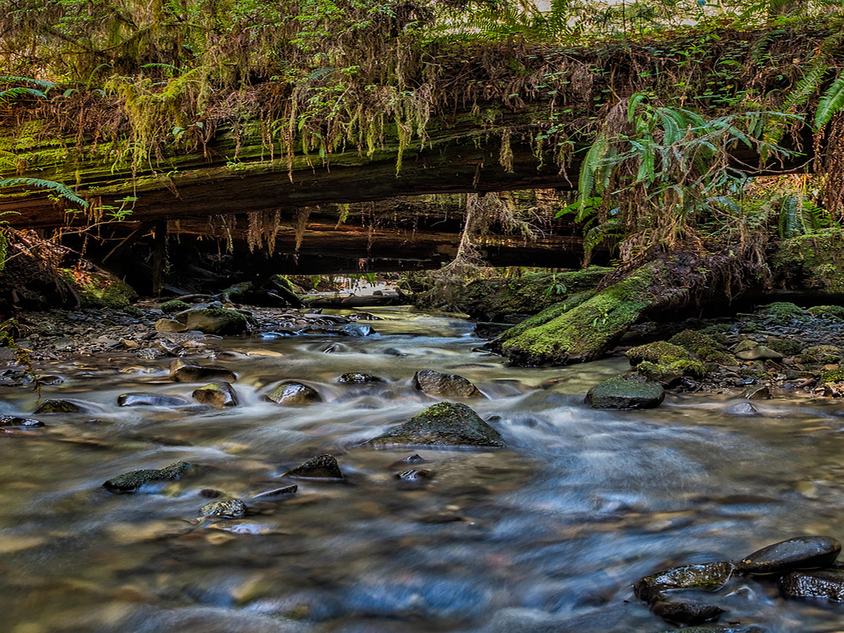 Looking for tall trees, a beautiful creek, and a perfect loop hike? This is it.