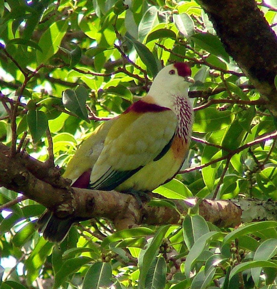 A yellow bird with red markings on its head, upper wing, and chest sits on a leafy green branch.