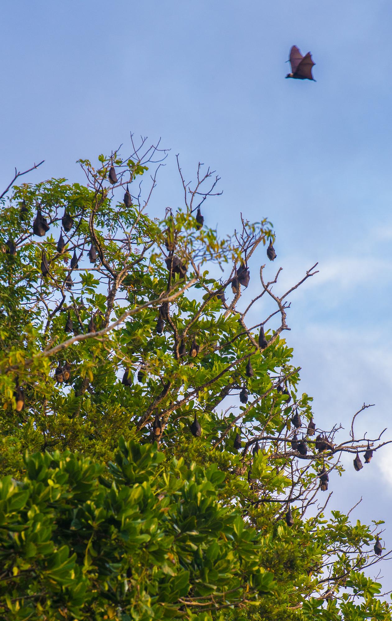 A fruit bat flies over a tree with other fruit bats in its branches, against a blue sky.