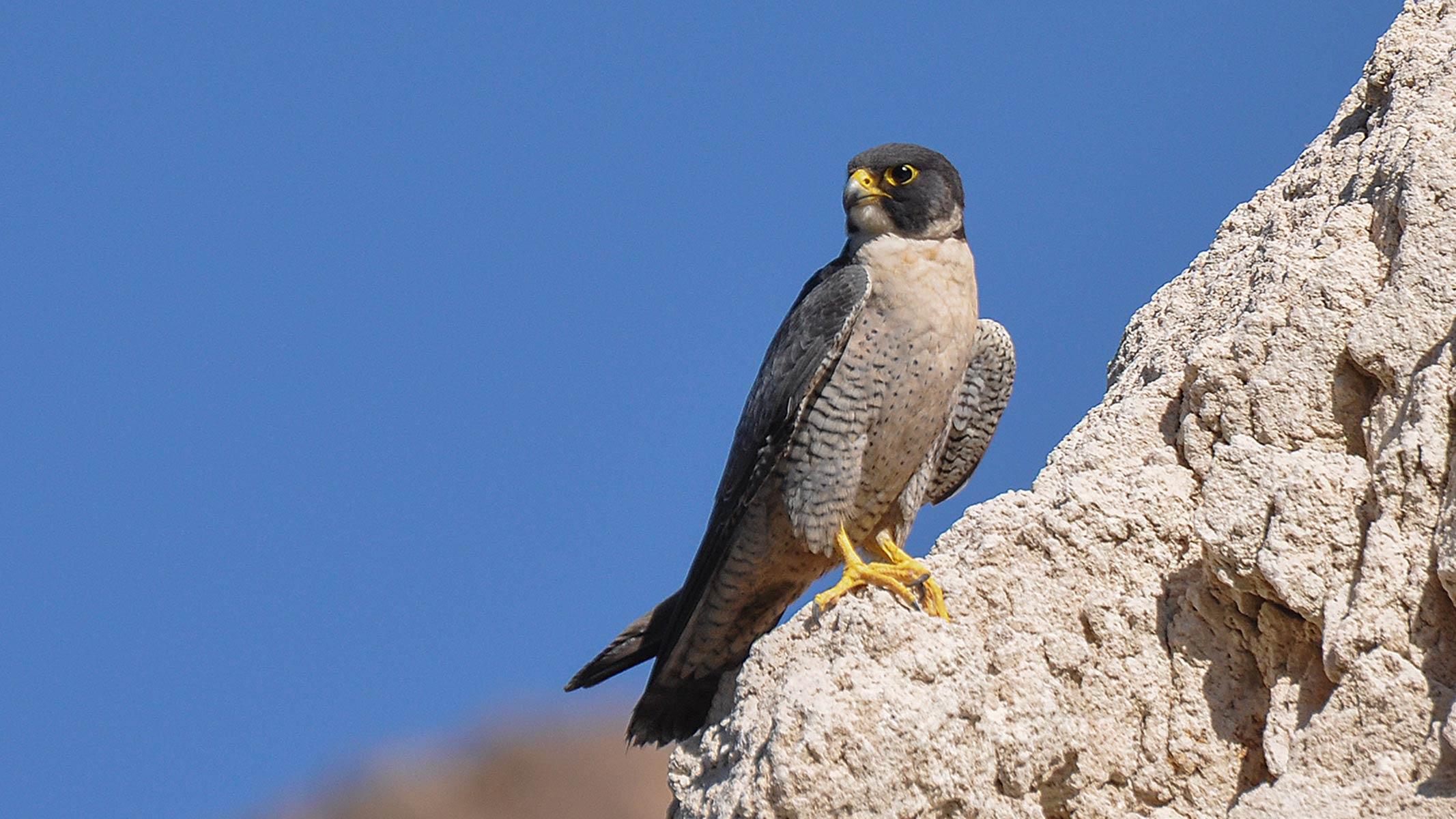 Peregrine falcon perched on rocks, blue sky behind