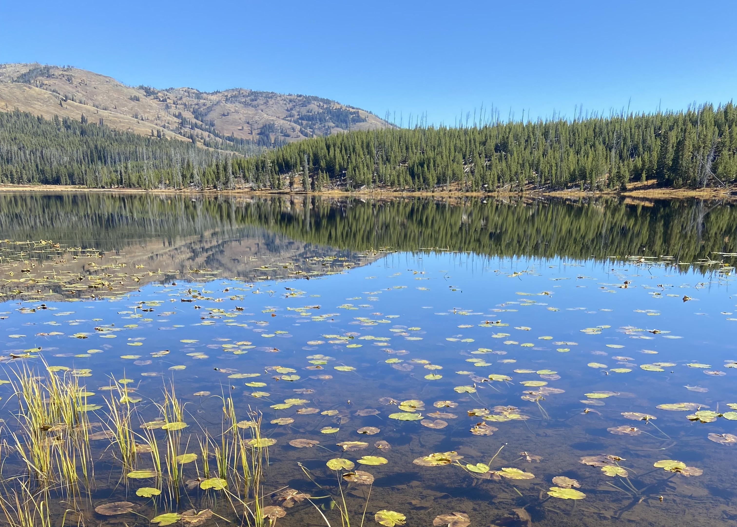 Lily pads sit on a lake with a reflection of the surrounding forests and a mountain in the distance.