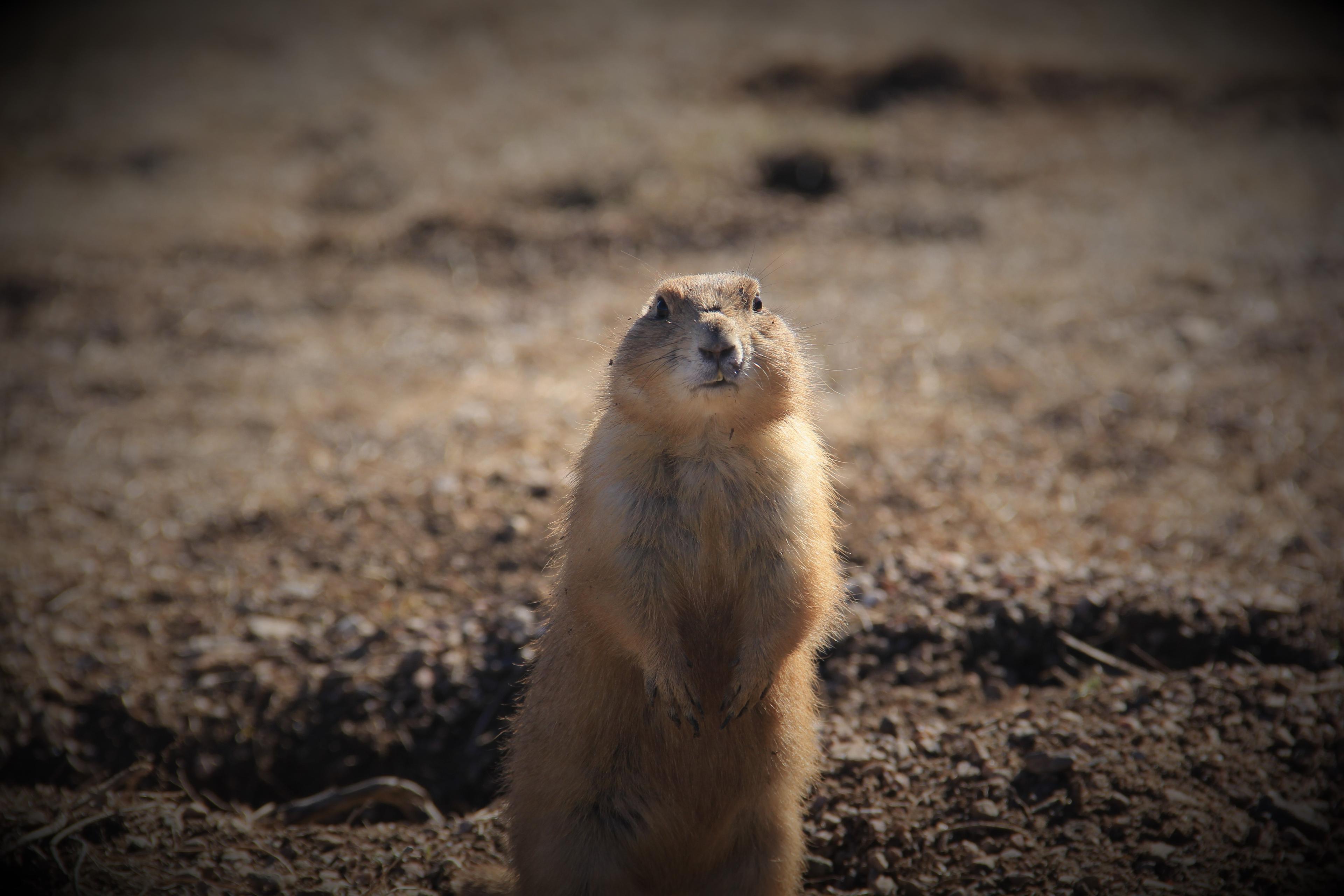 Prairie dog standing up outside of its burrow with the edges of the photo darkened.