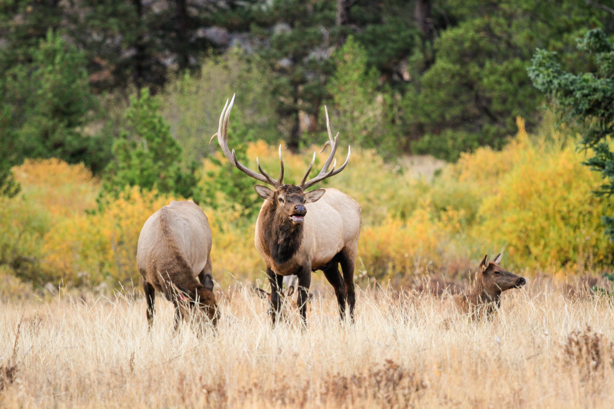 A bull elk is in a meadow with two cow elk