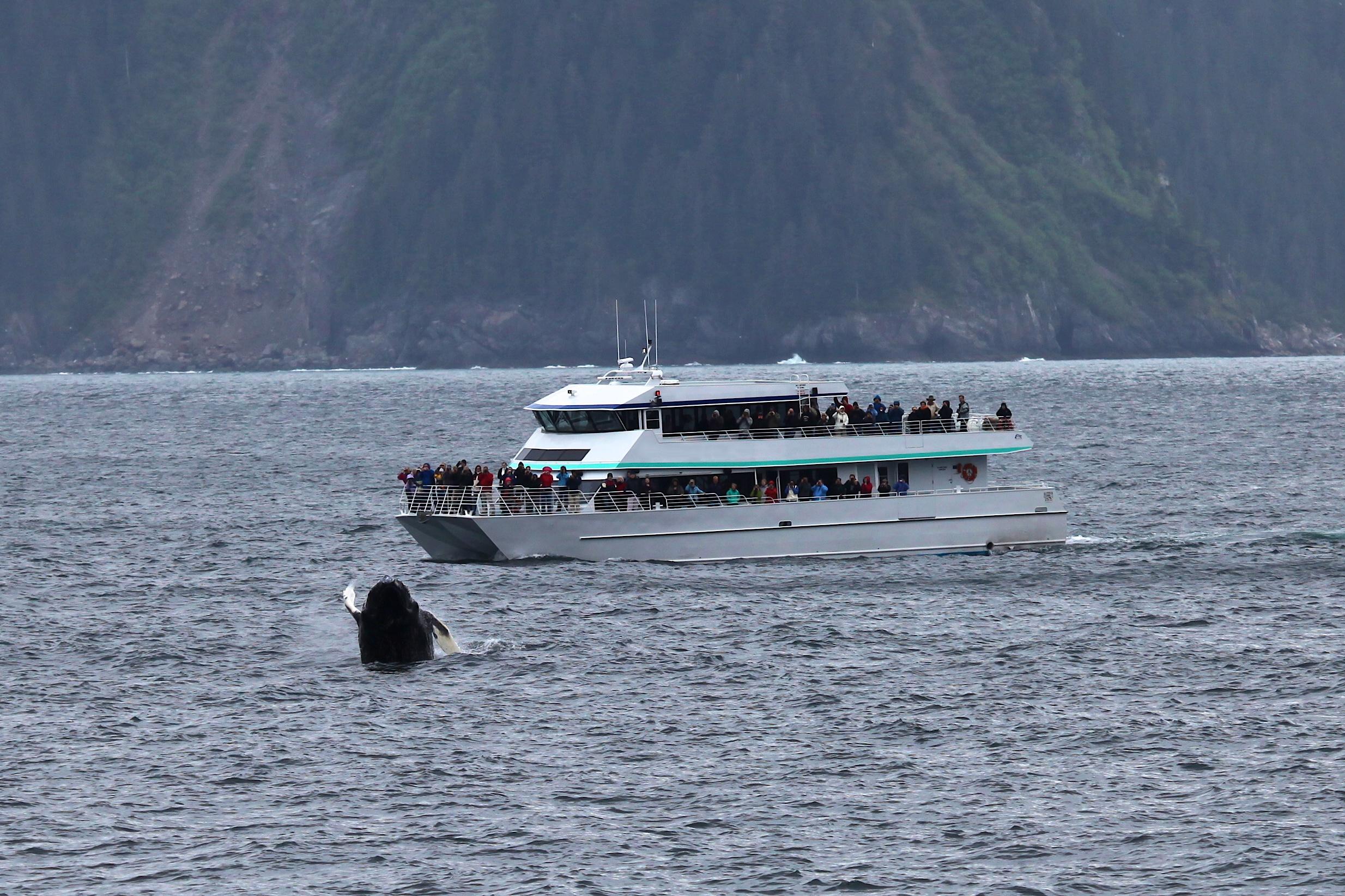 passengers on a tour boat watch a humpback whale jump out of the water.