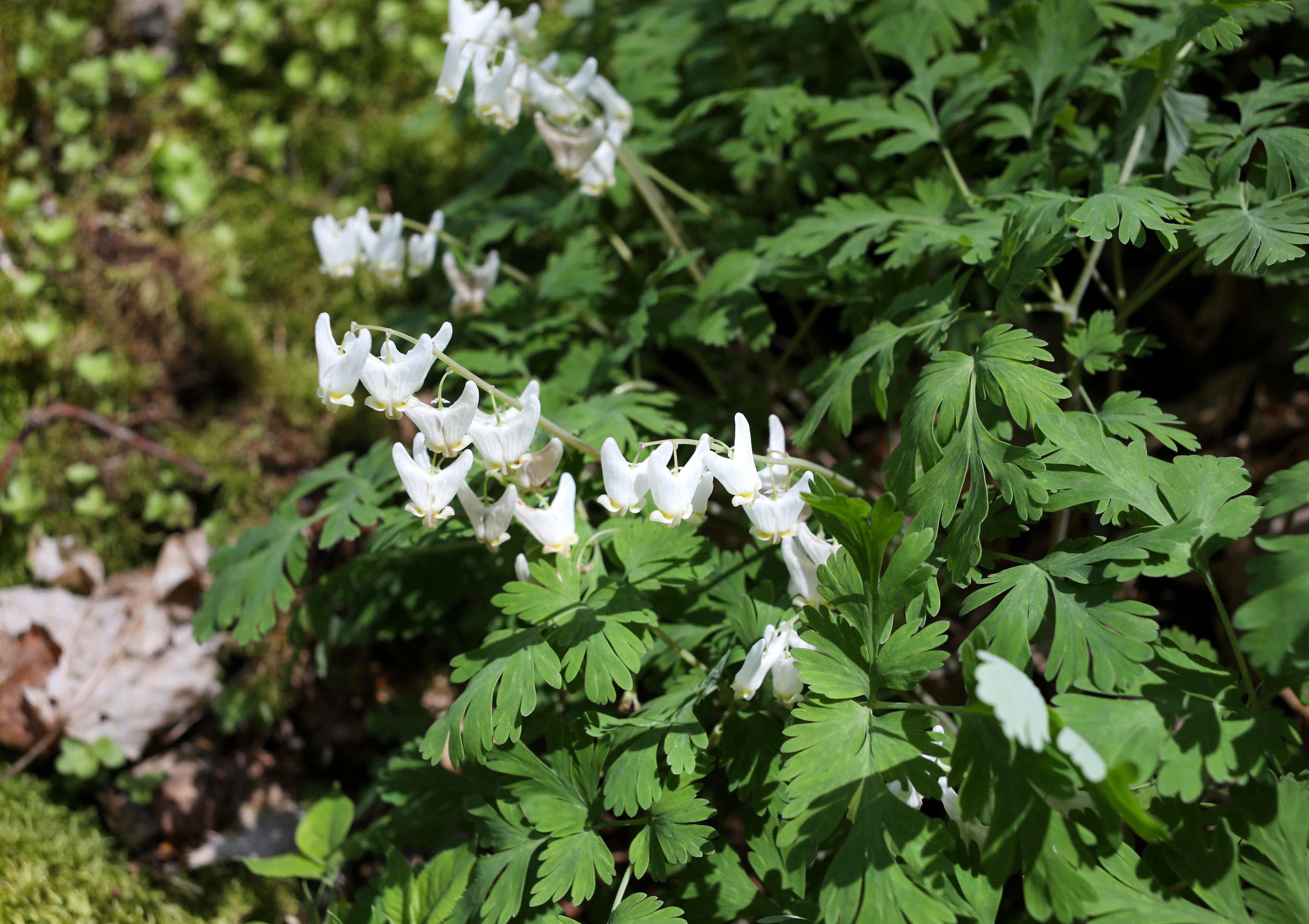 White flowers