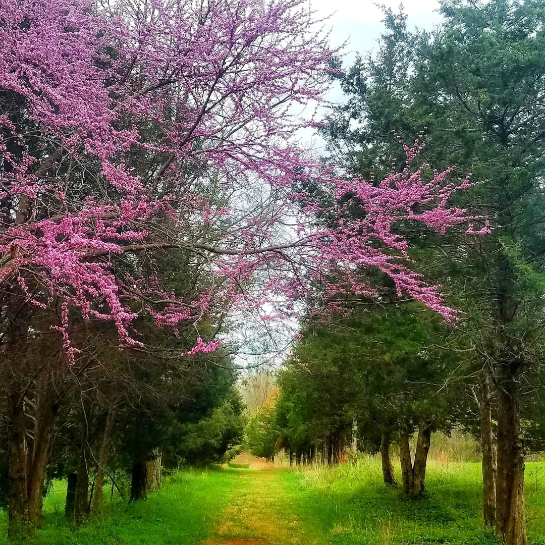 A gold grassy path cuts between rows of evergreen trees with a pink redbud tree in the foreground.