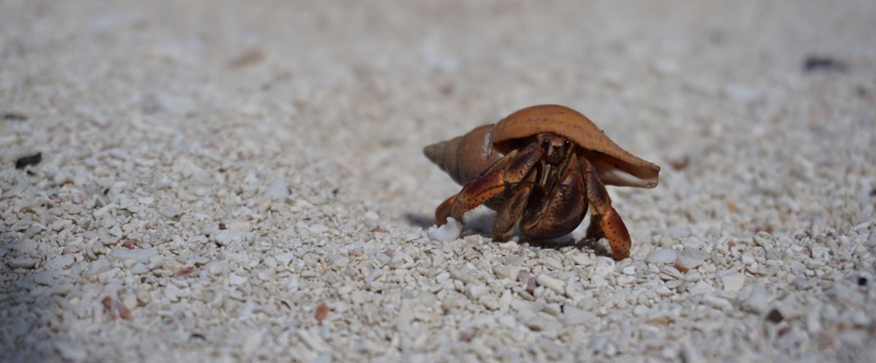 A small crab in a pretty white shell crawls on a white sandy beach.