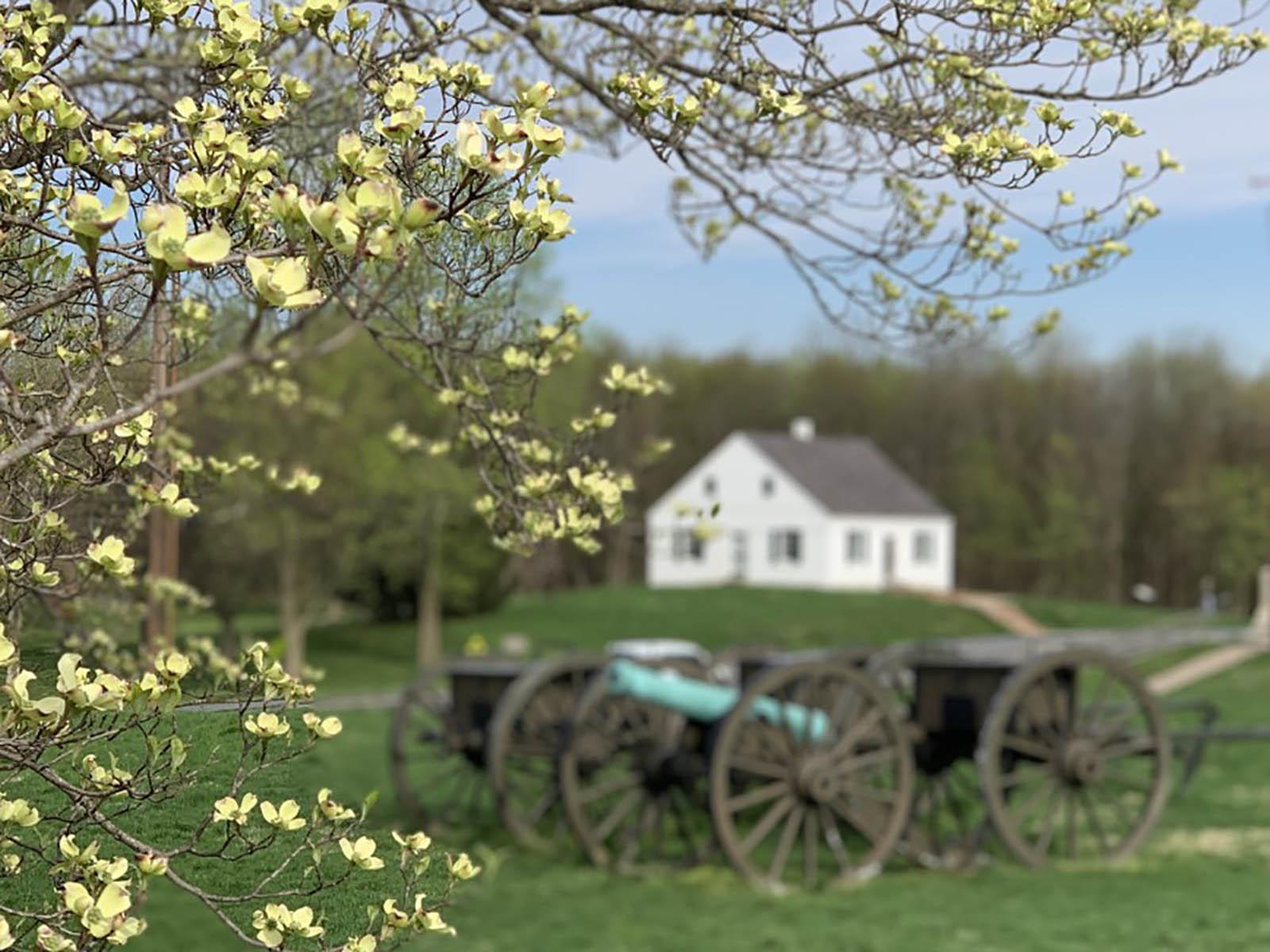 flowering tree with cannon and white building in the background