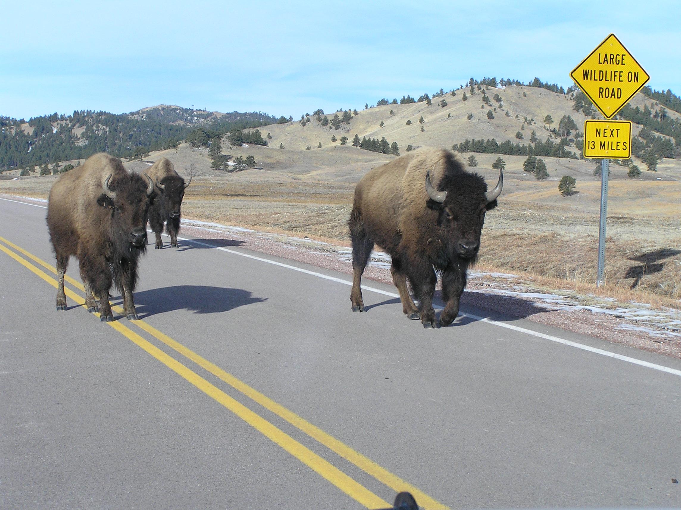 three bison walk down the highway next to a sign reading: large wildlife on road next 13 miles