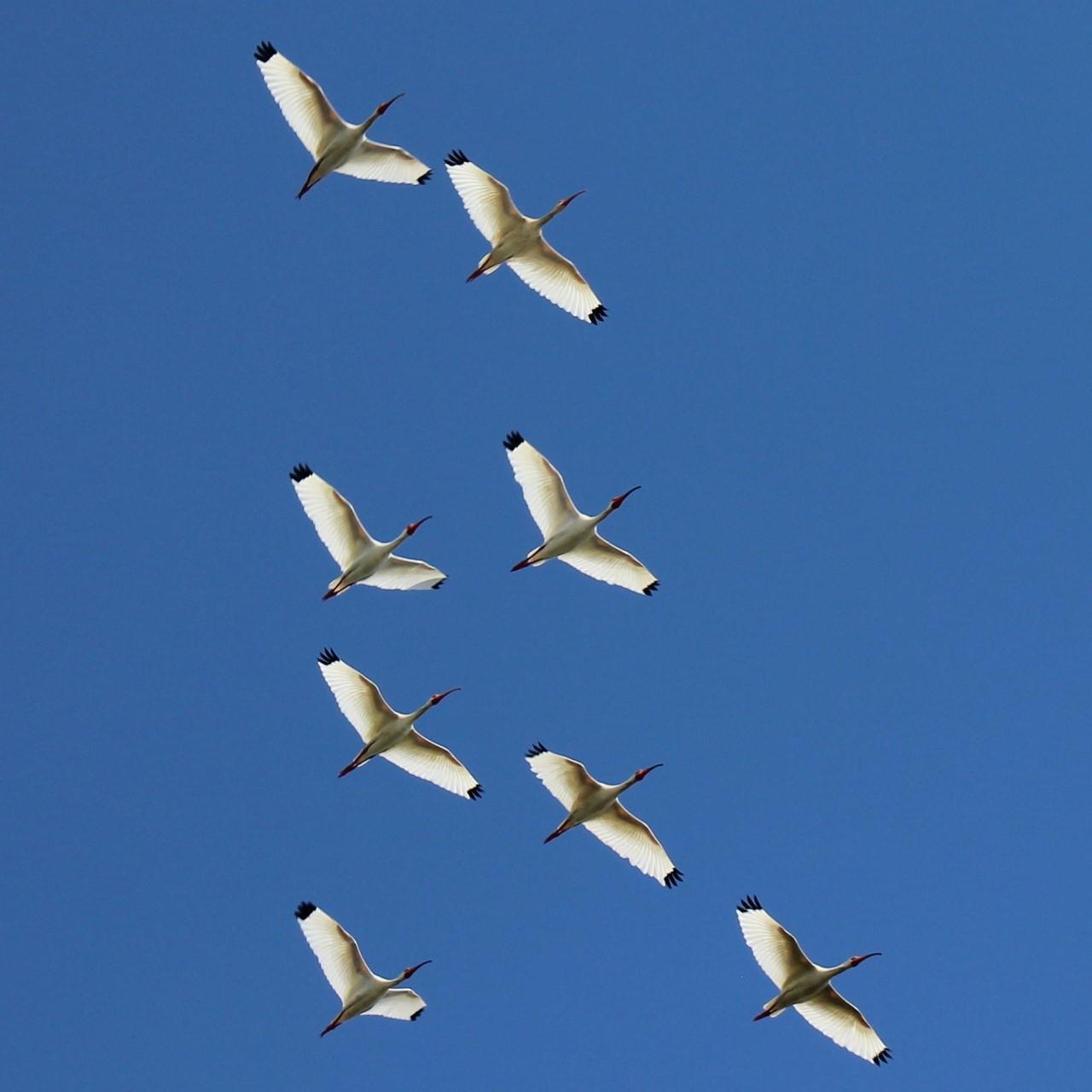 A flock of white birds flying overhead in a cloudless, clear blue sky