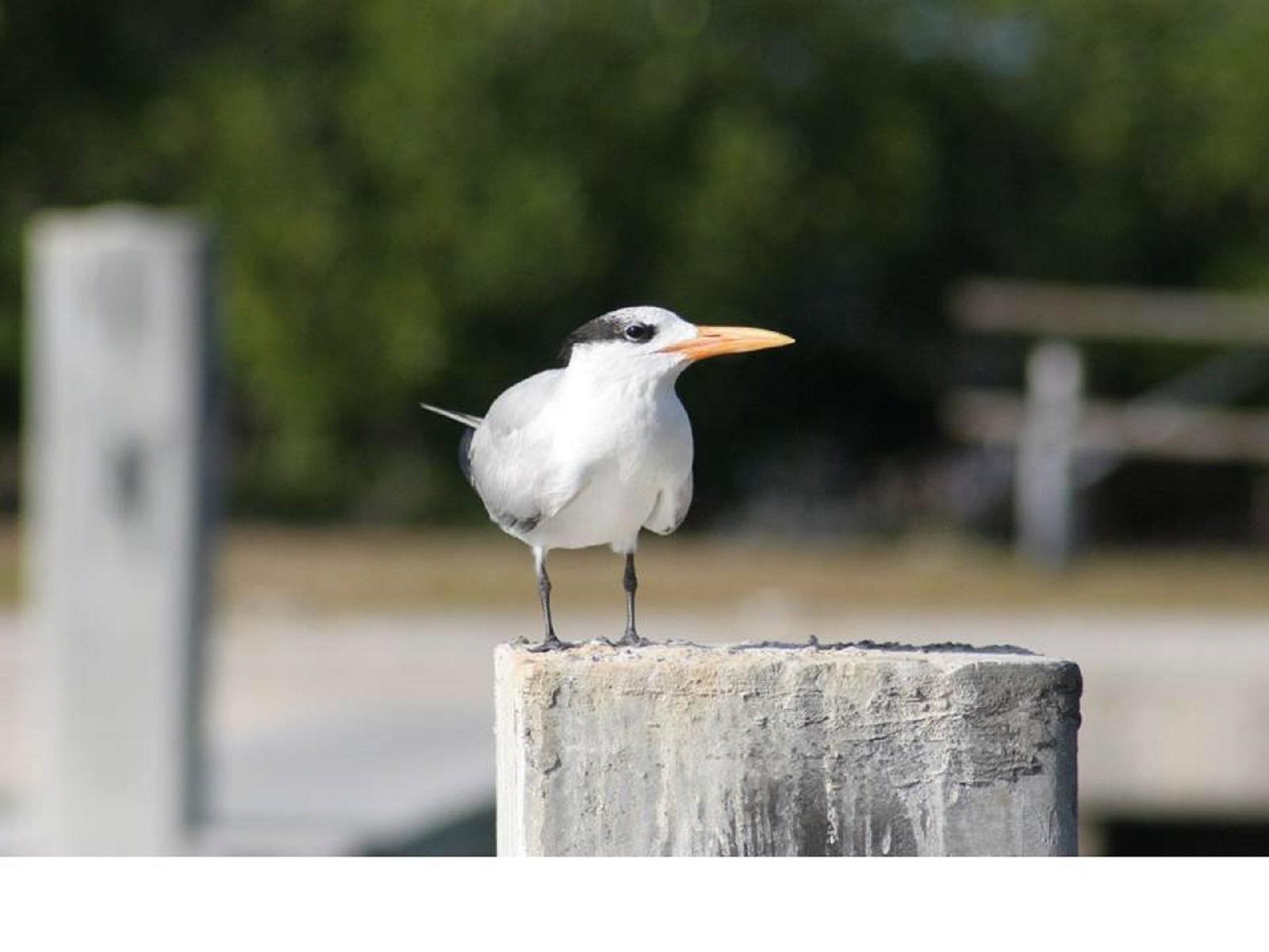 White, black and grey bird with a pointed orange beak and grey legs standing on a post