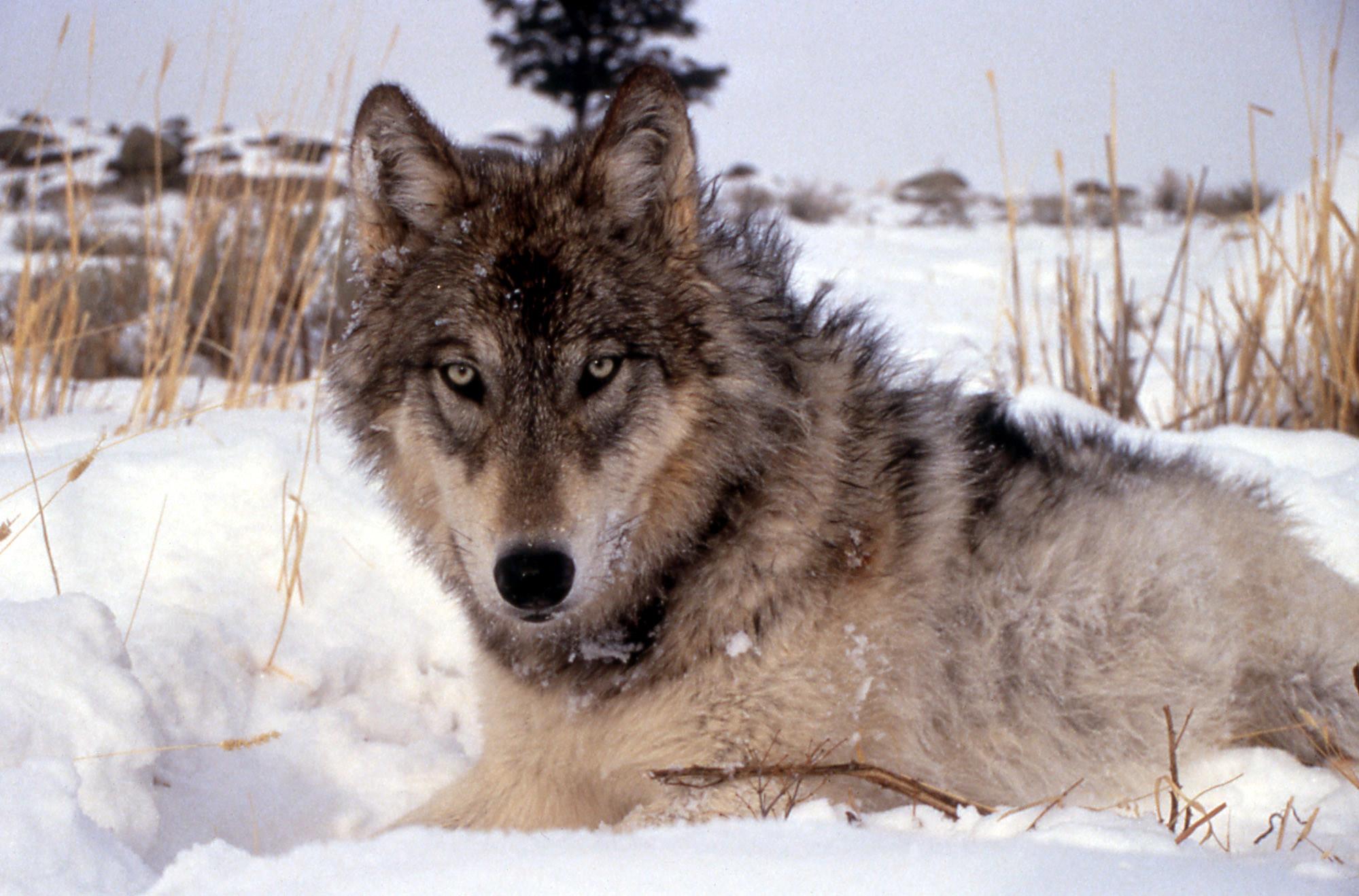 A wolf lays in the snow, with shoots of dead grass in the background. It has gray fur and gray eyes.