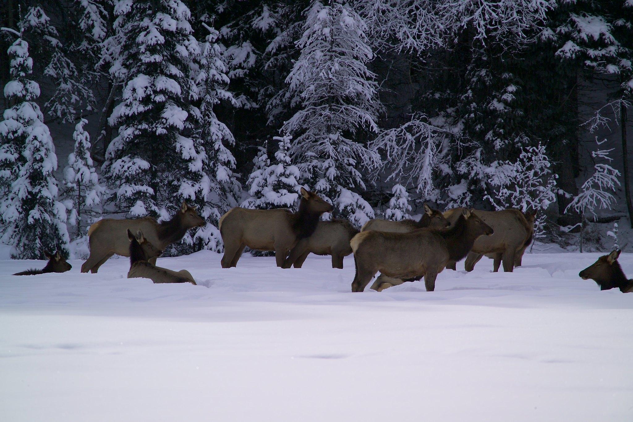 A group of about 9 elk stand and lay in snow up to their knees.