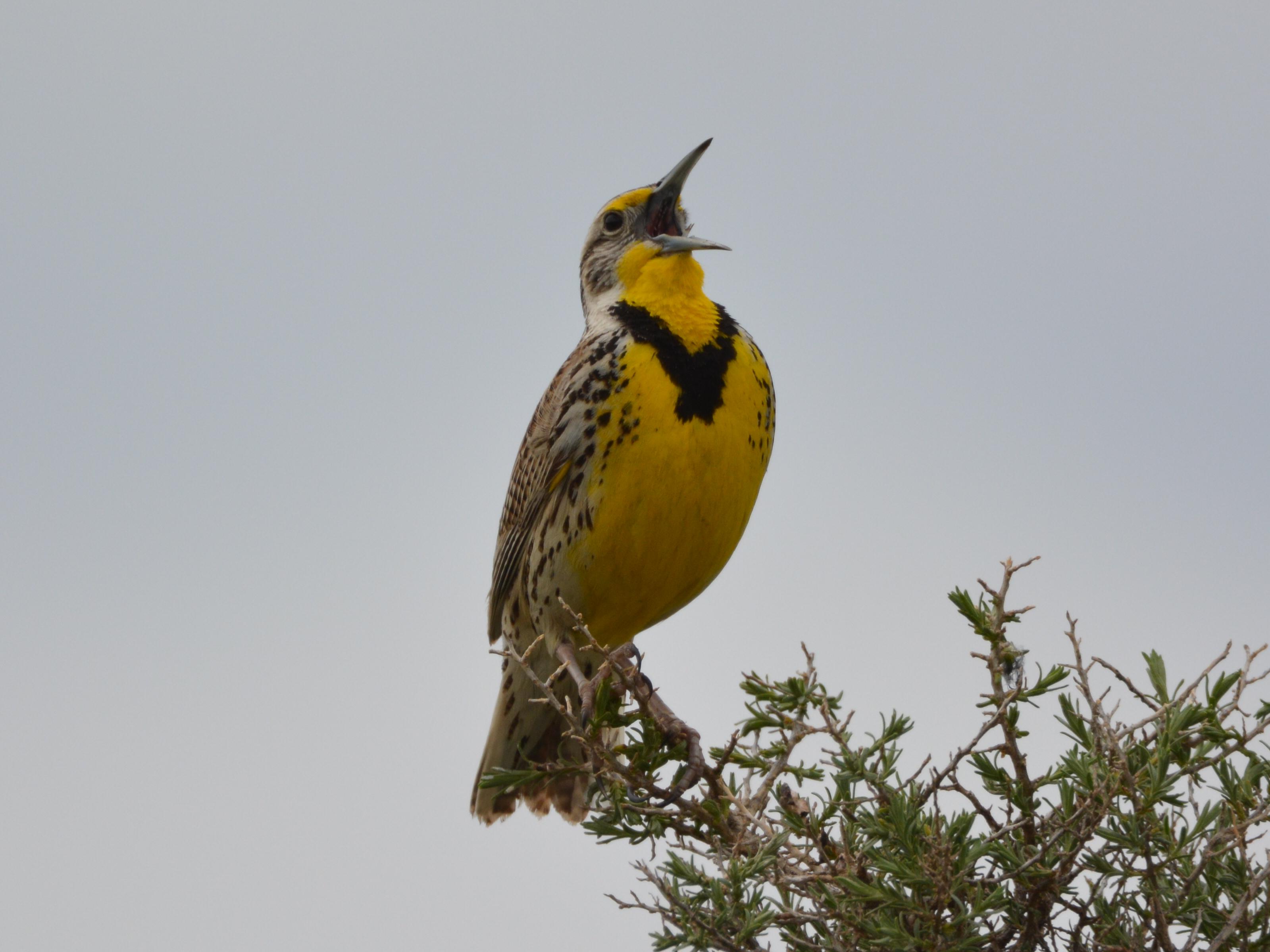 A yellow breasted bird with brown wings and head sings at the top of a tree with needles.