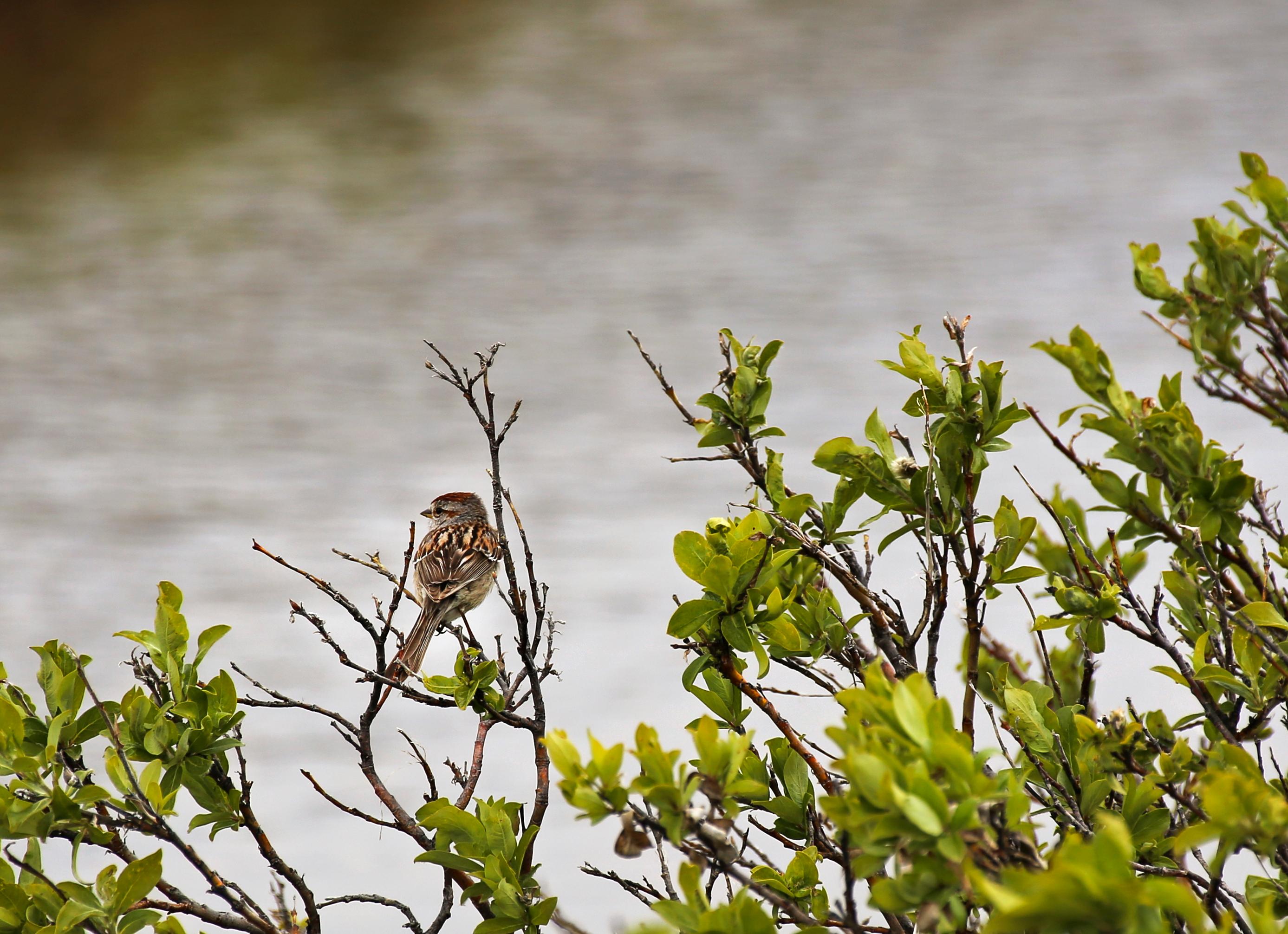 small brown bird sits on branch with calm water in the background