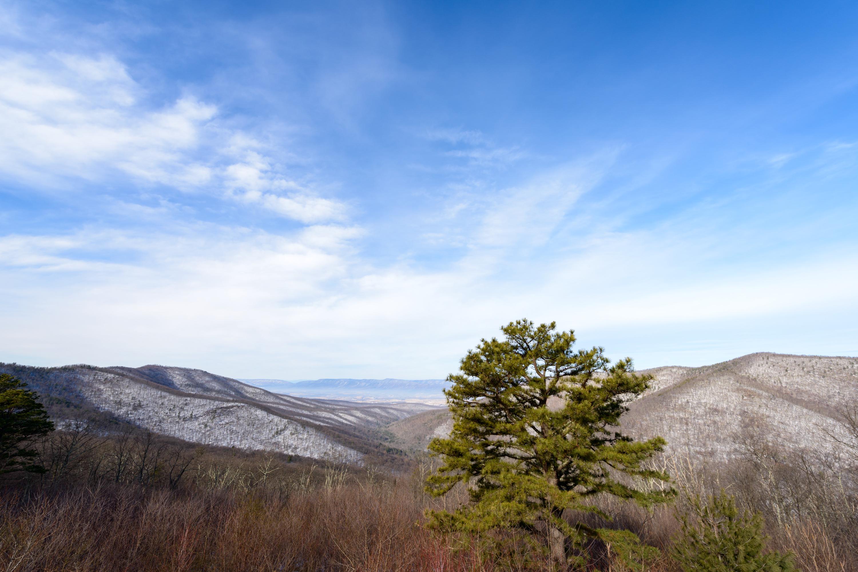 A mountain dusted with snow is seen in the background of a pine tree from an overlook.