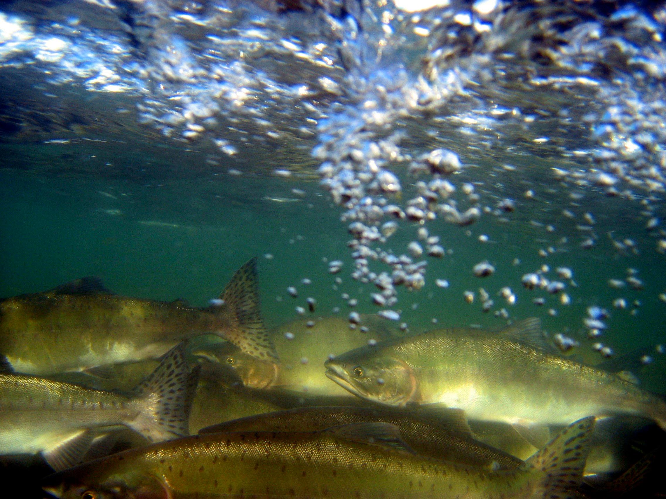 Underwater photo of many silver salmon