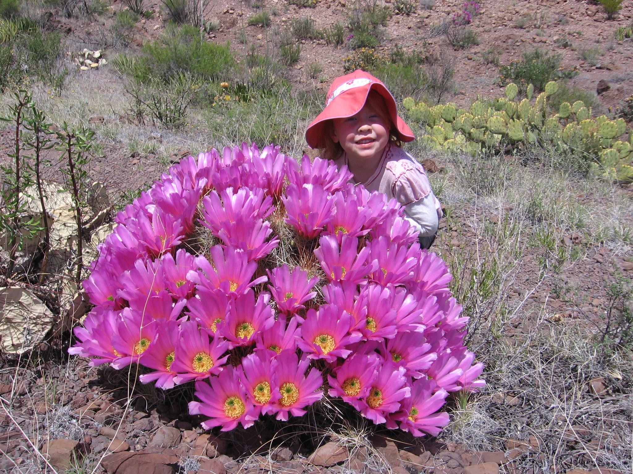 Child with a blooming pitaya cactus