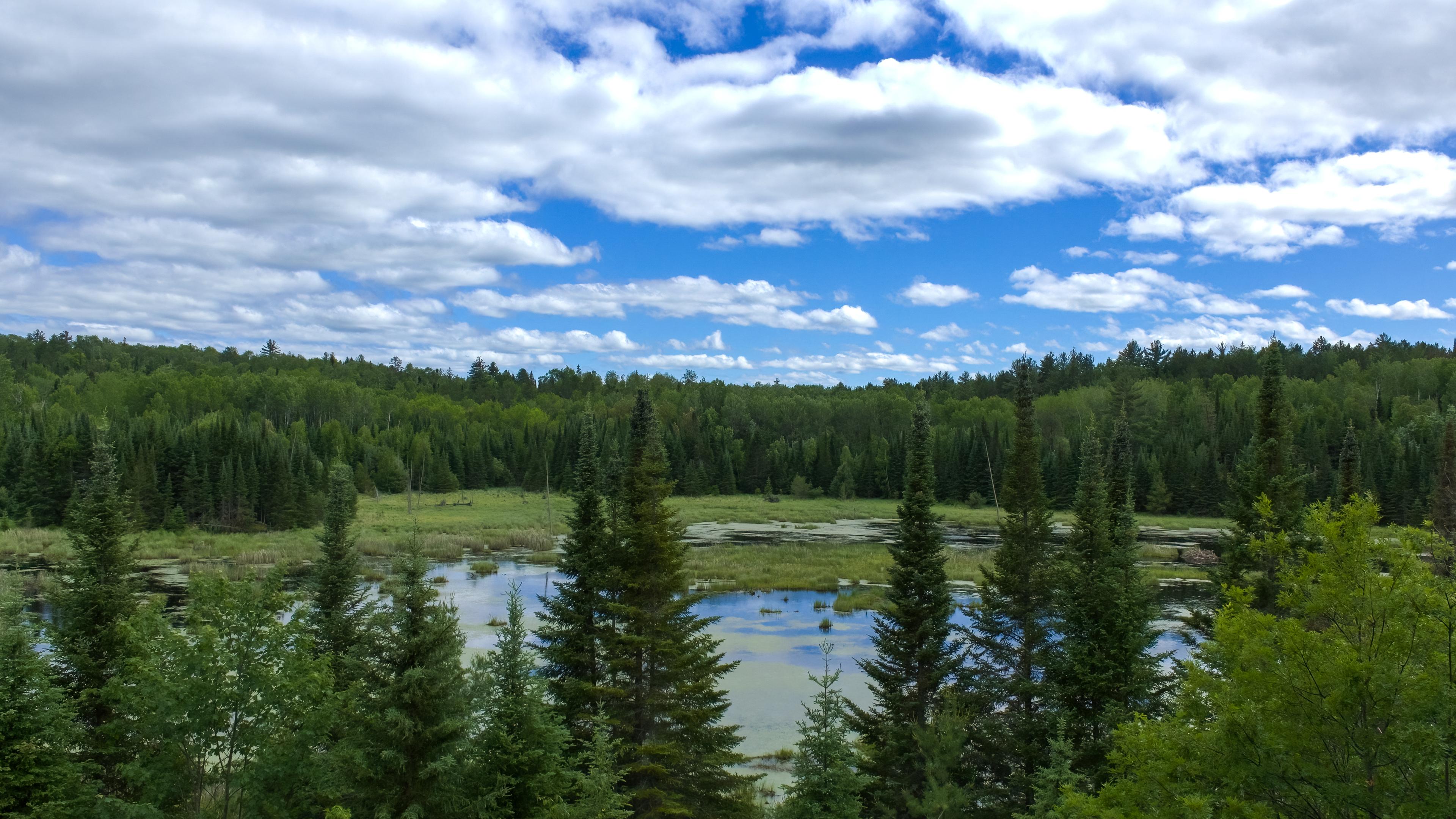 Beaver pond surrounded by trees, reflecting a blue and cloudy sky.