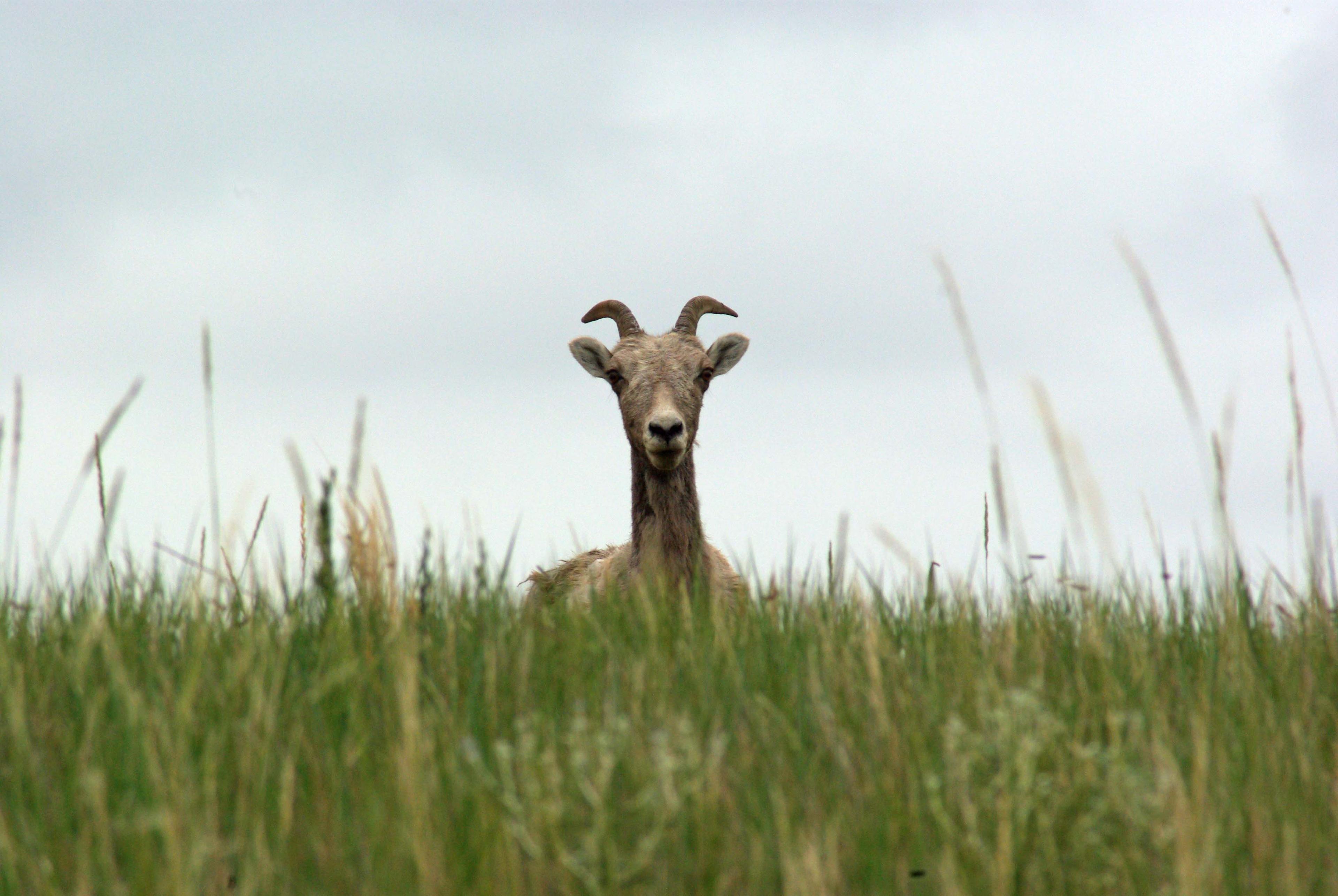 a bighorn sheep pops its head up and over tall green grasses.