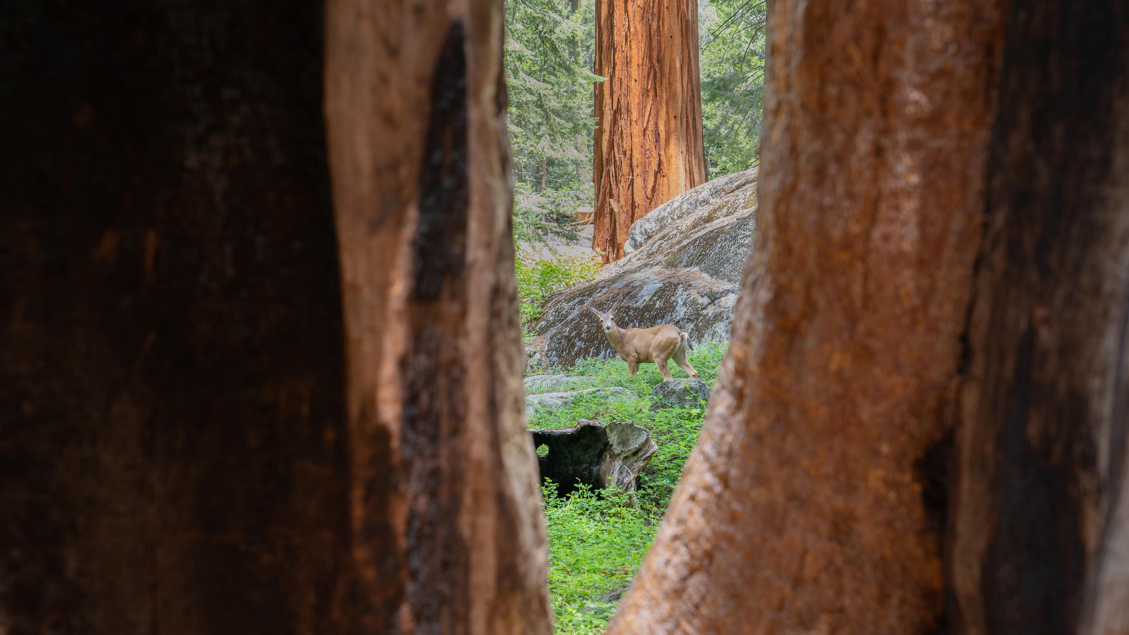 A young deer stands between two giant sequoia trunks.