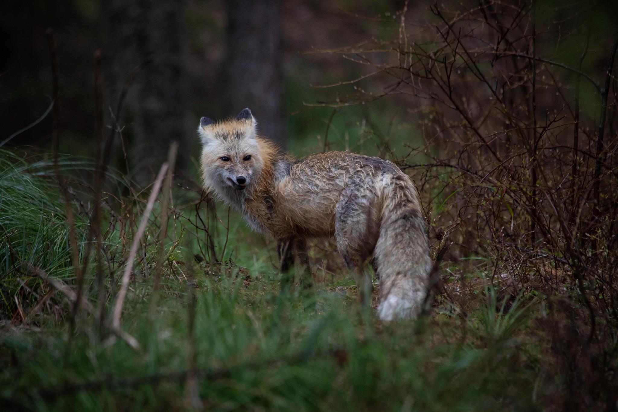 A red fox stands on forest ground.