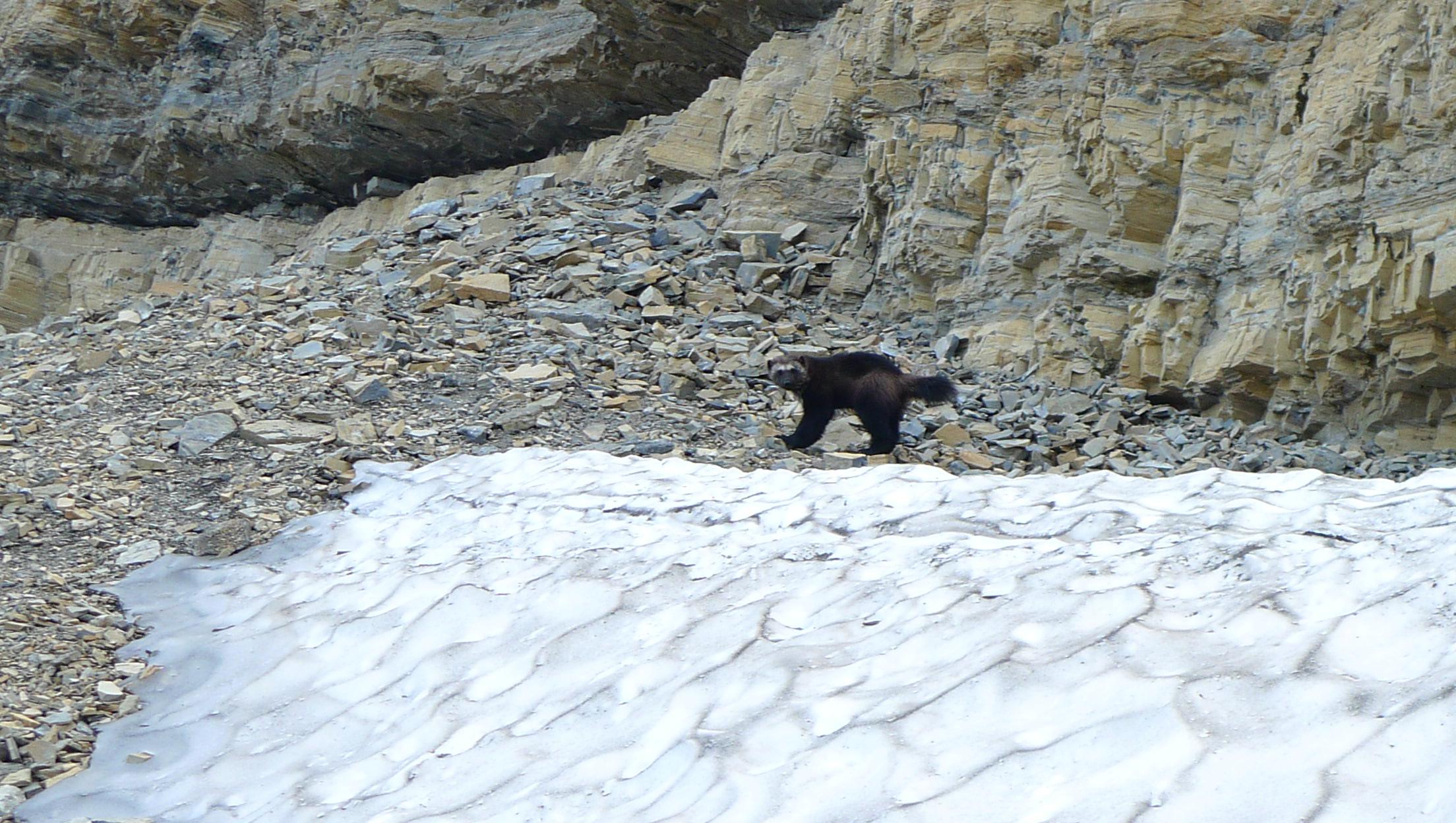 A wolverine crosses a rocky slope behind a large patch of snow.