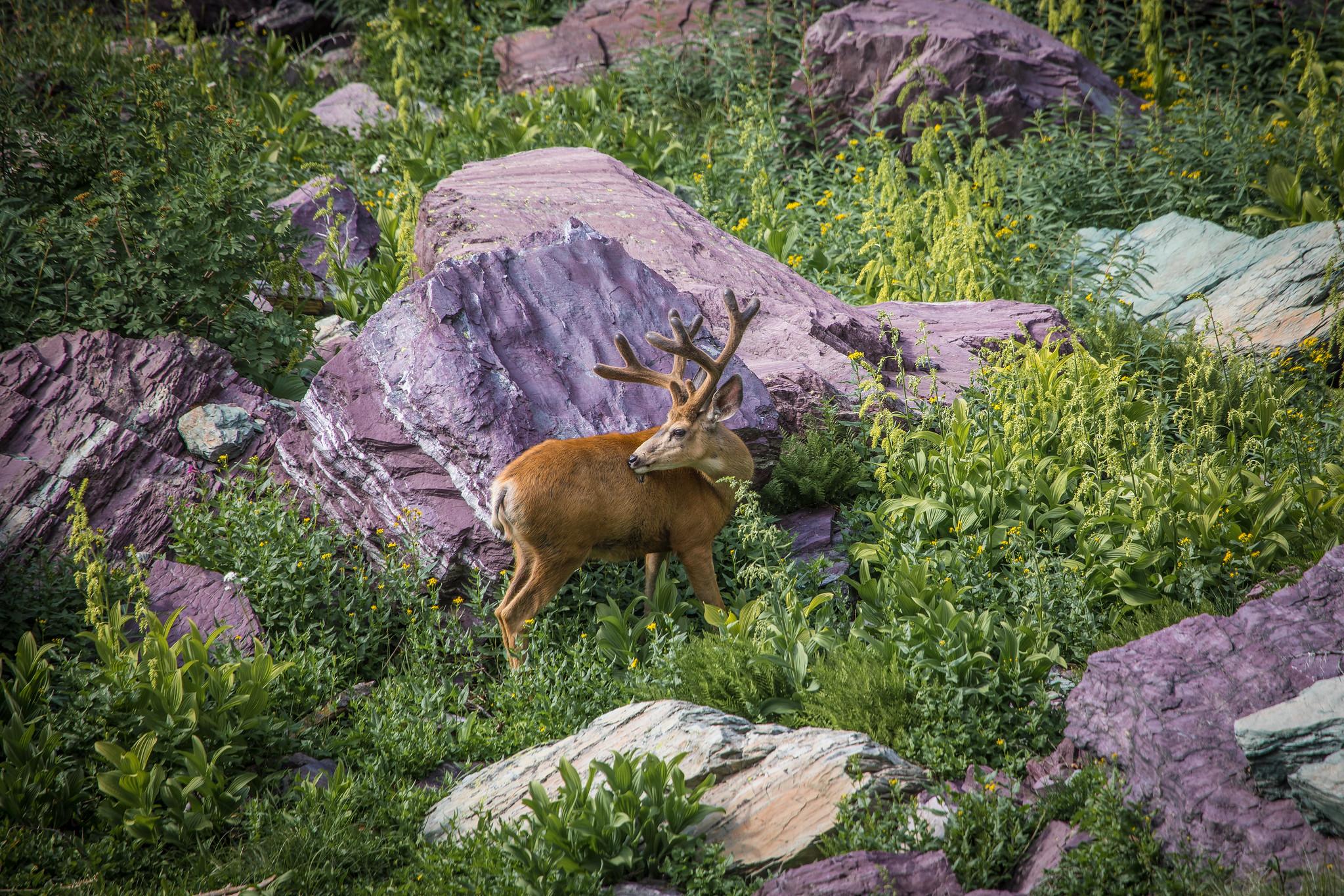 A mule deer buck reaches back among grass and boulders.