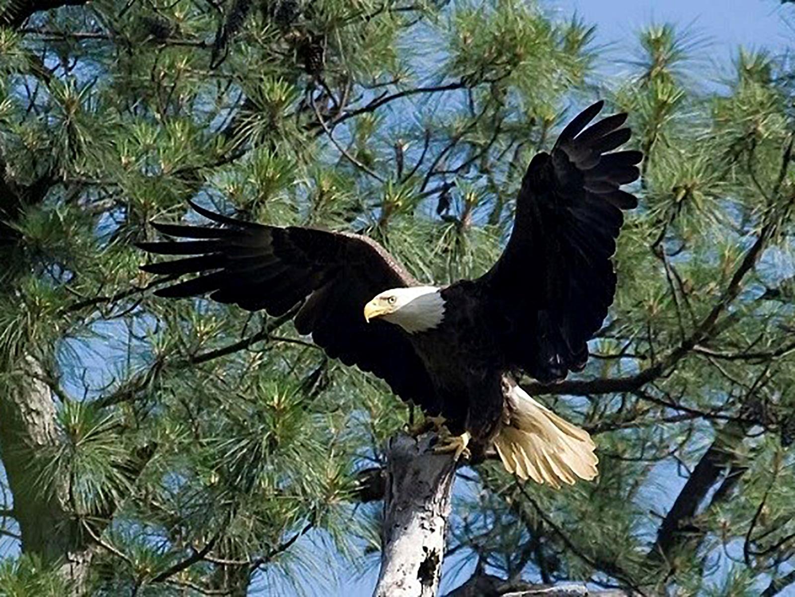 Bald Eagle