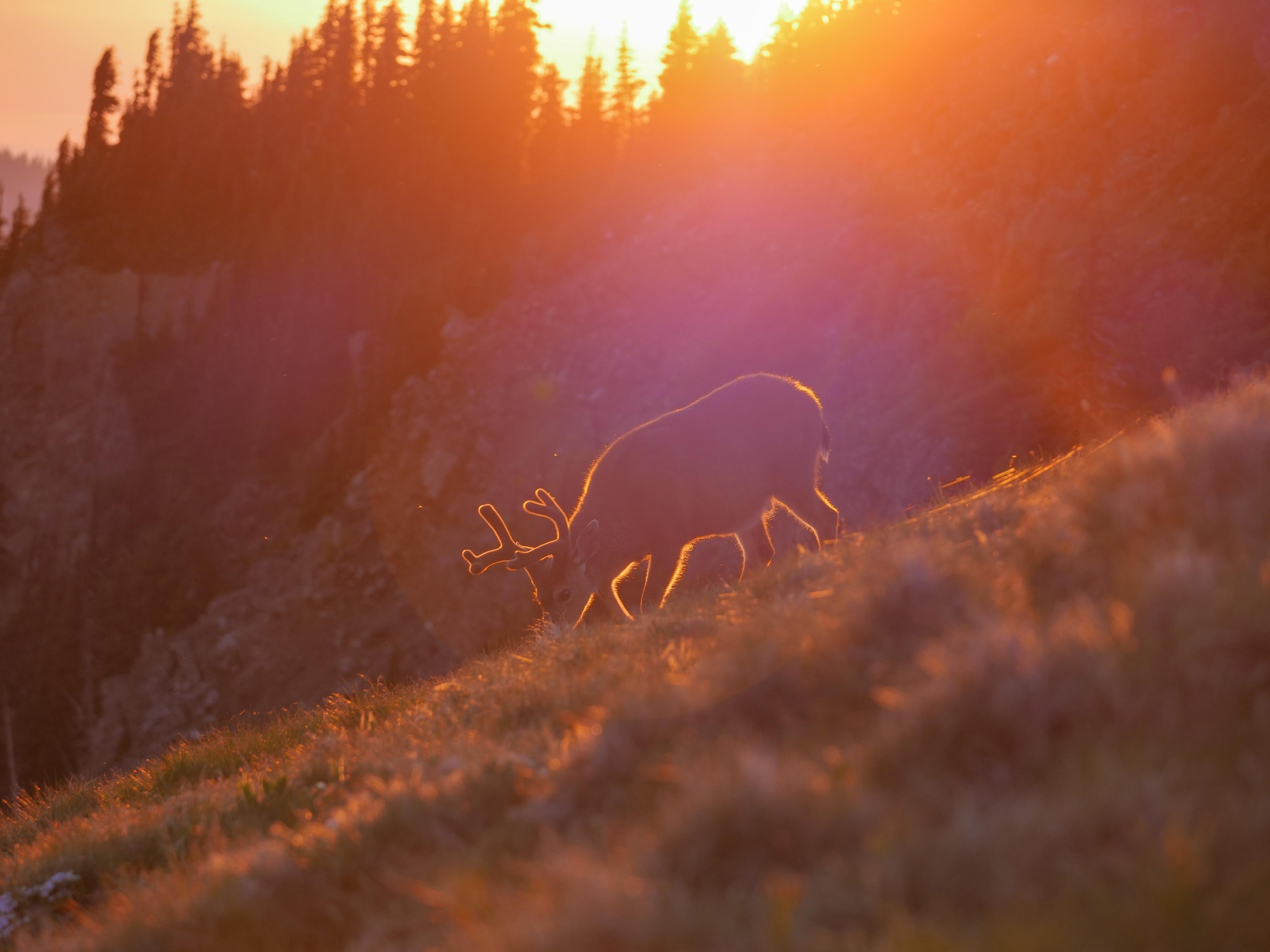 A deer with antlers in velvet grazes on a mountain hillside, backlit by sunset.