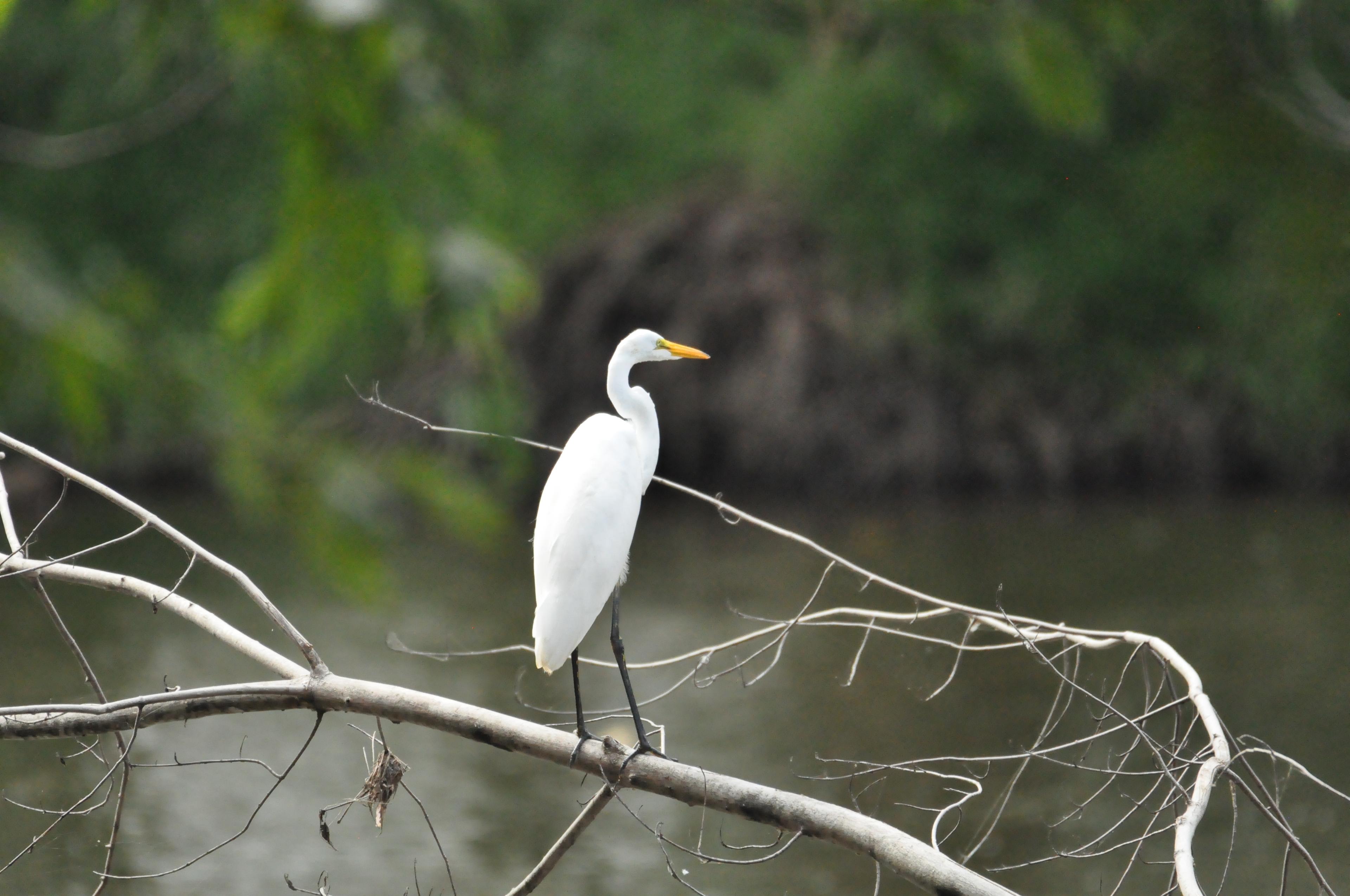 A medium sized, white bird with a long S-shaped neck and orange bill stands on a branch.