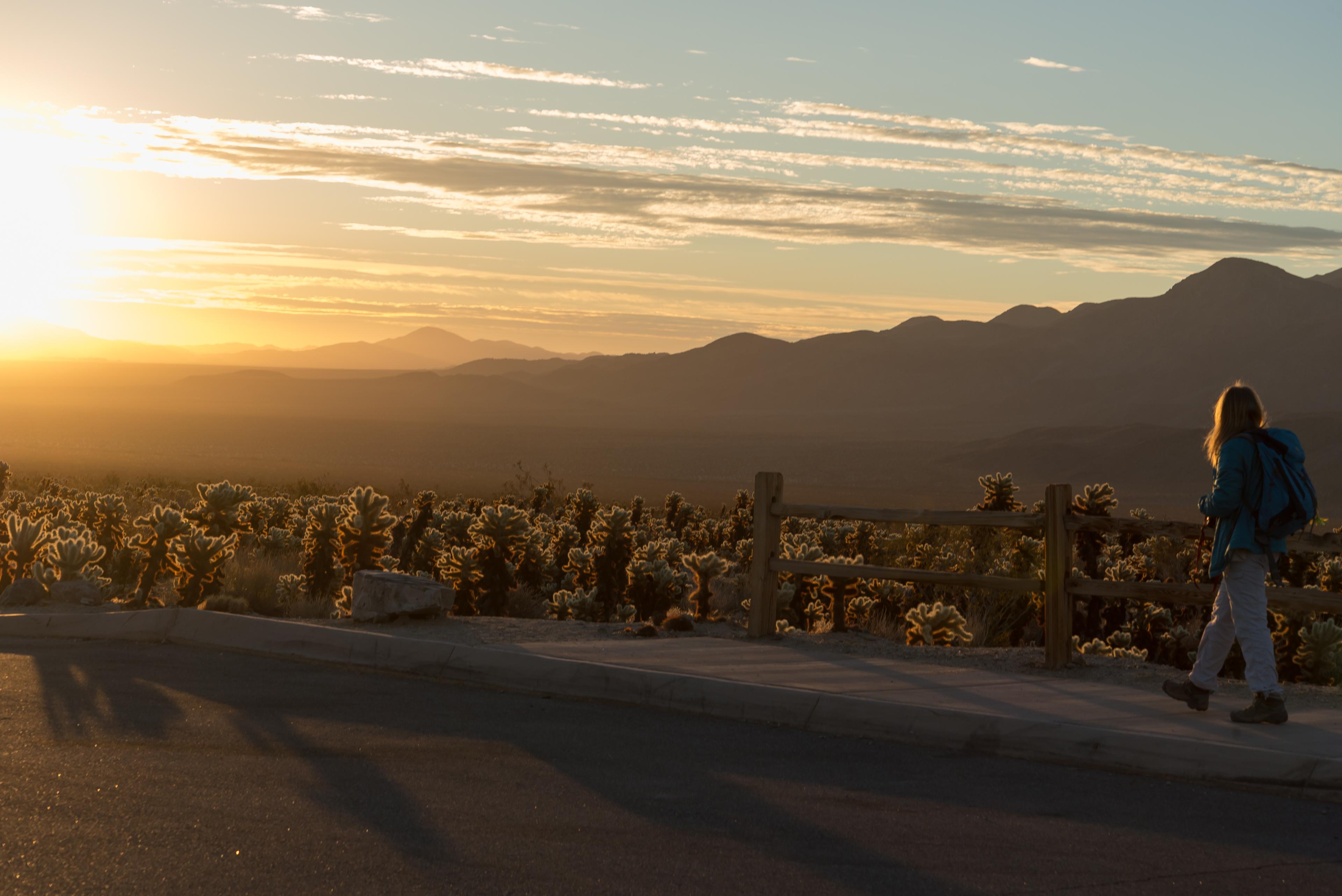 A person walking a sidewalk next to a fence in front of chollas with the sun setting over mountains.