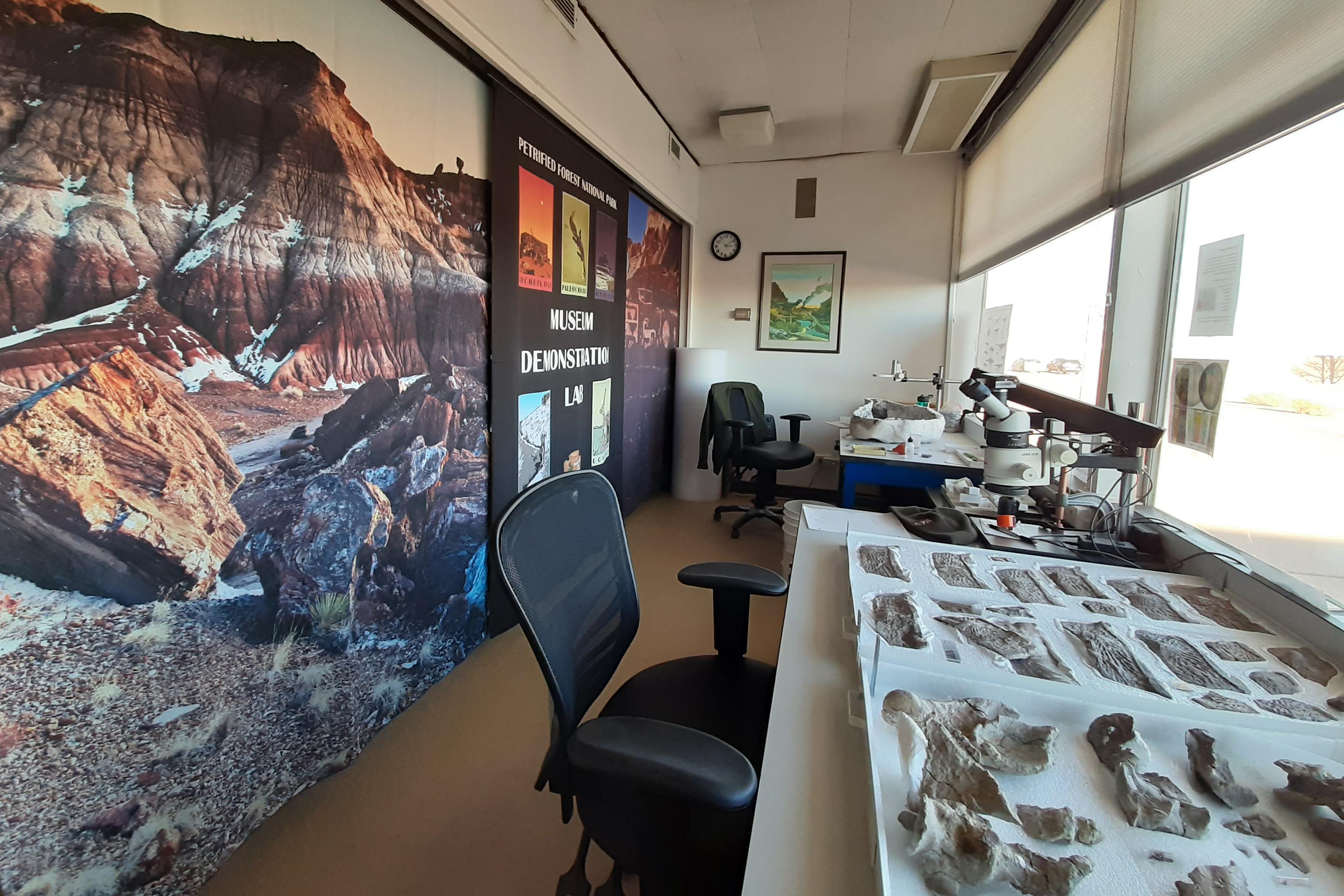 Fossils in a room with large windows and posters.